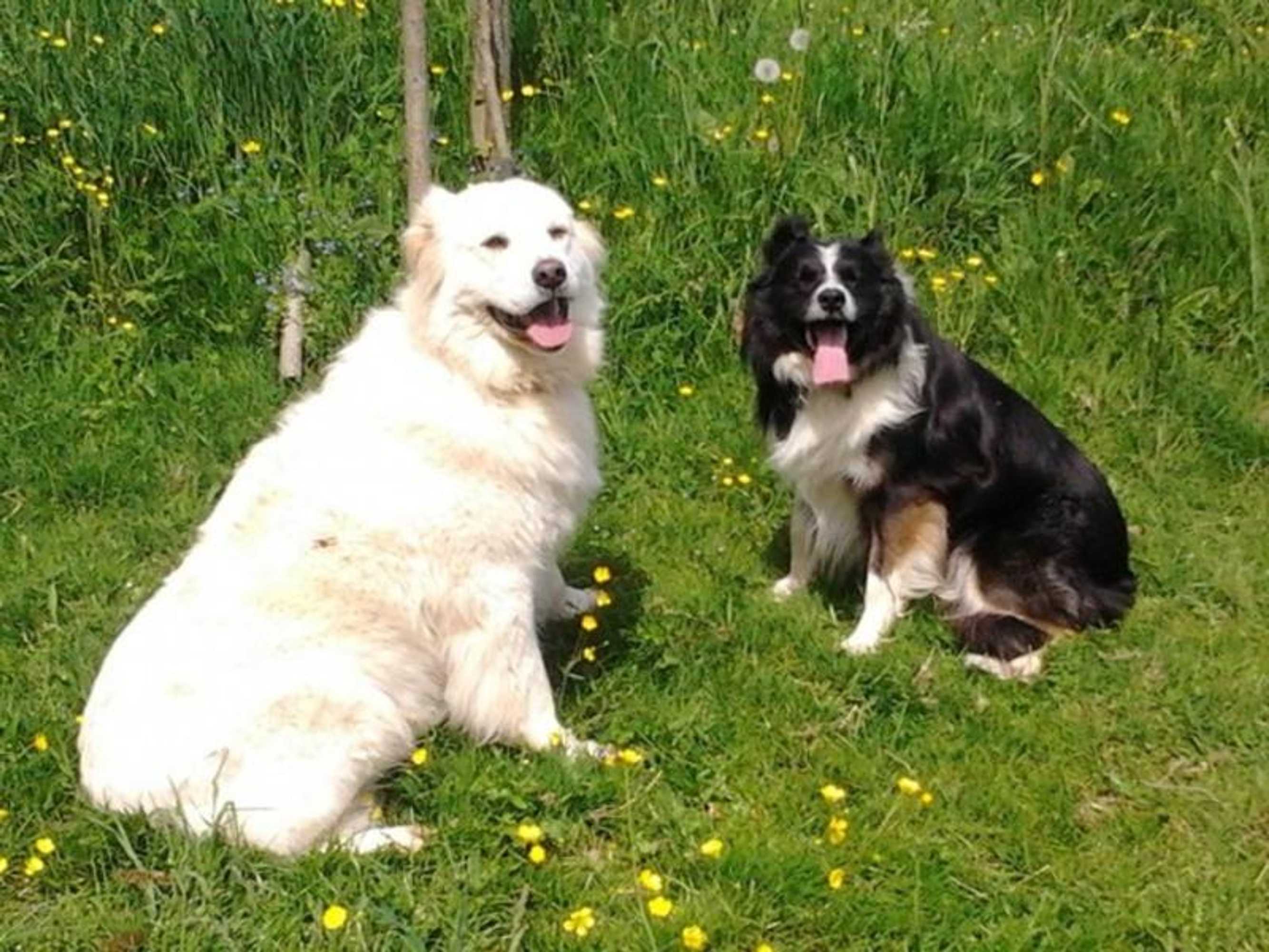 Gift card for Ferienwohnungen Zeltnerhof