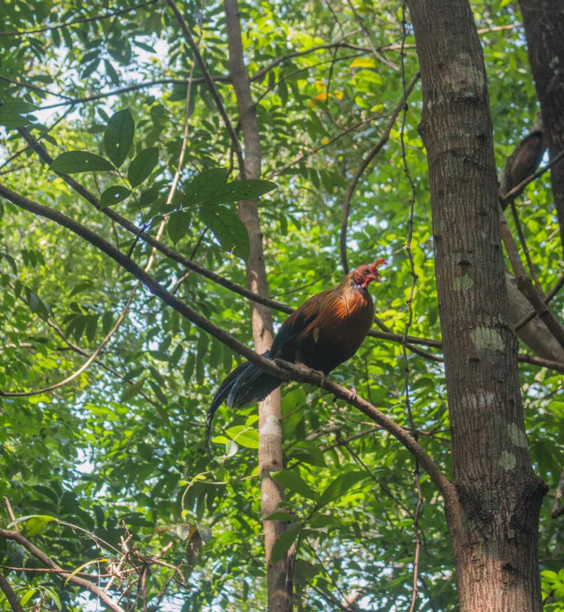 Gift card for Tree Houses by Jungle River