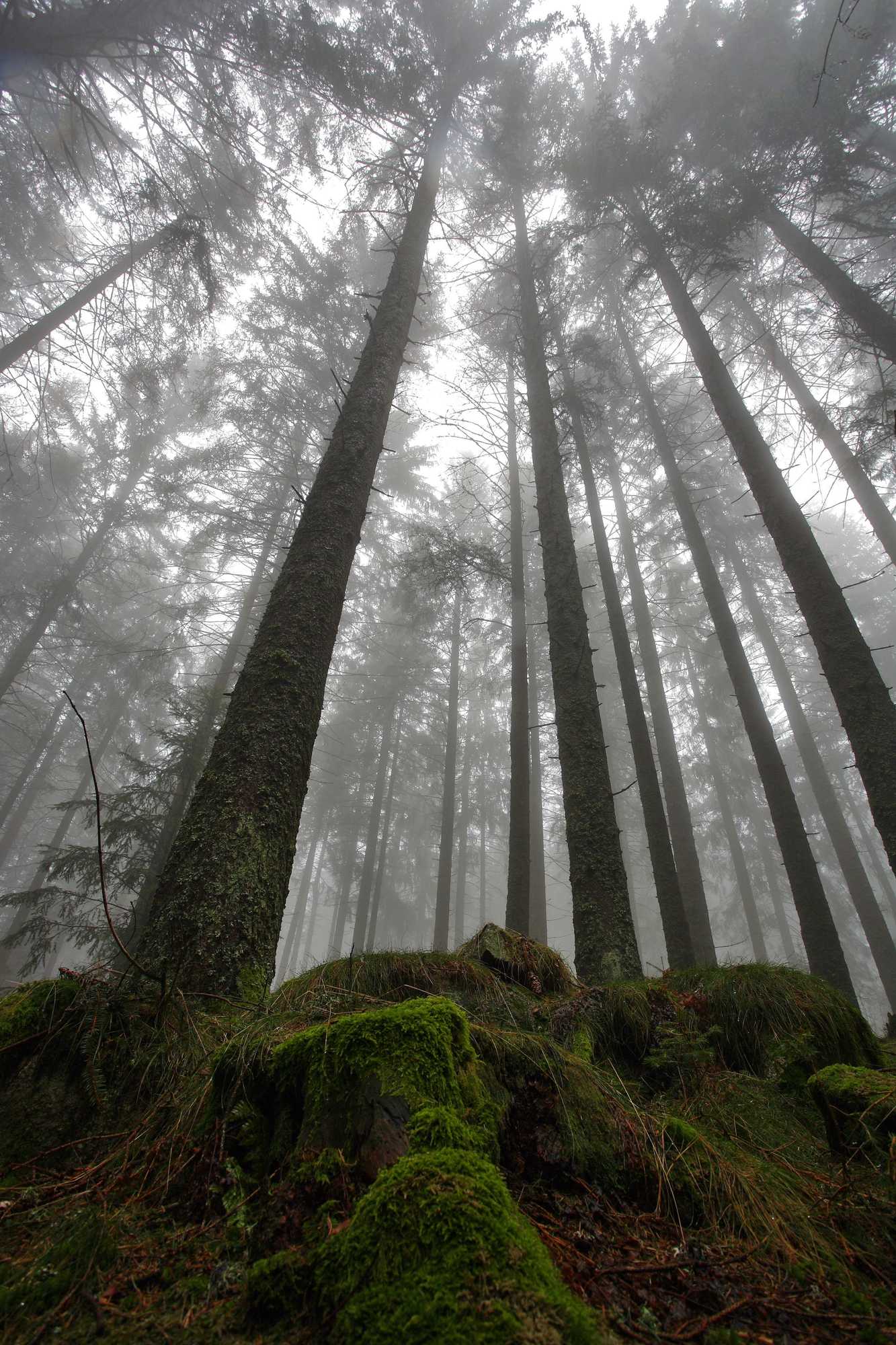 Gift card for Höhengasthaus Kolmenhof an Der Donauquelle