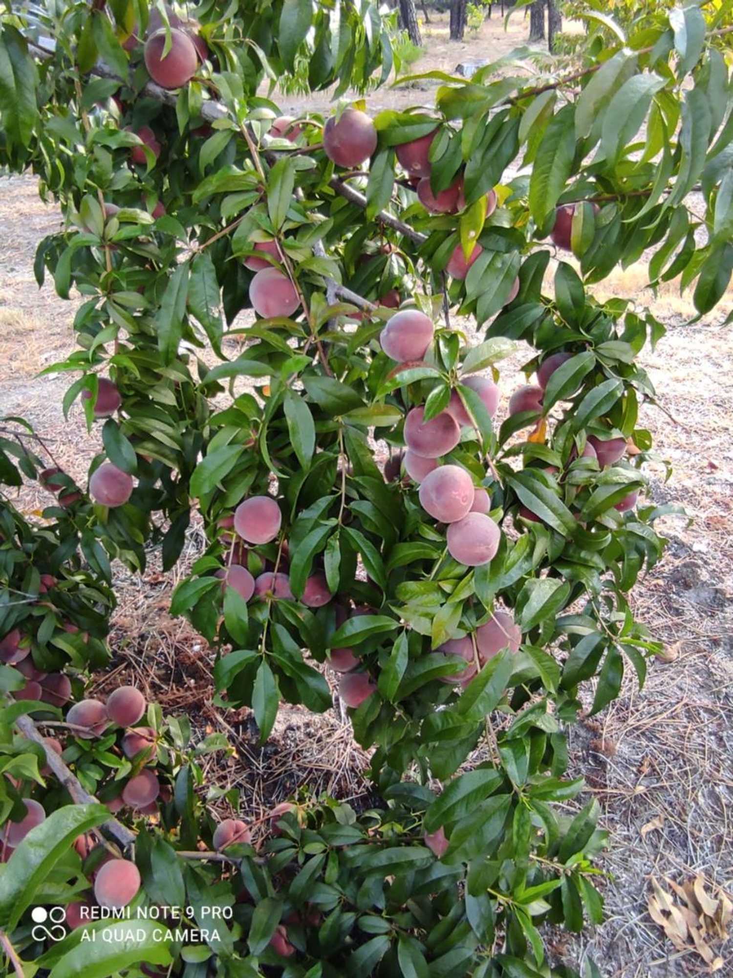 Gift card for Quinta Damigo