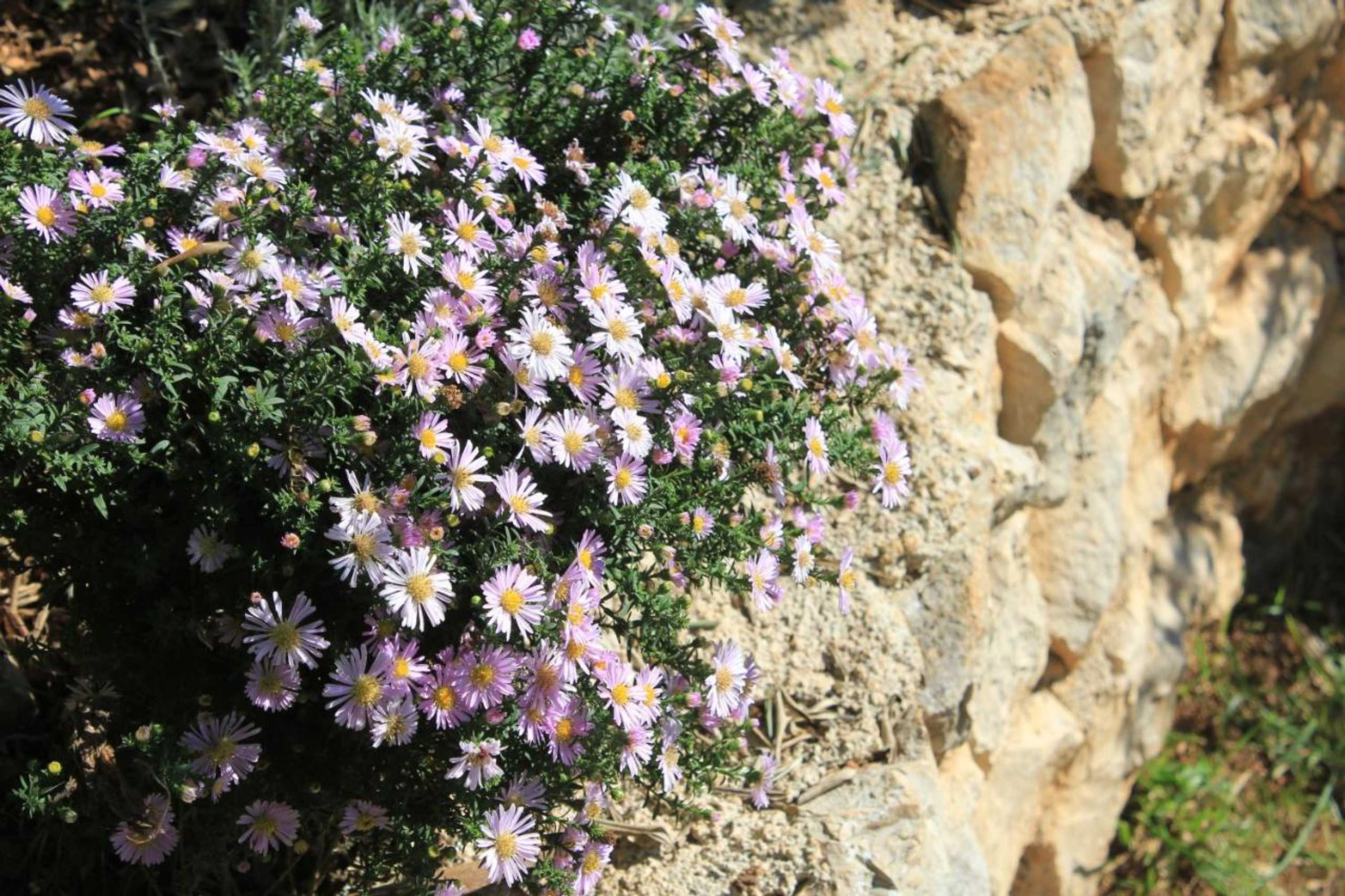 Gift card for Apartments Nikolina