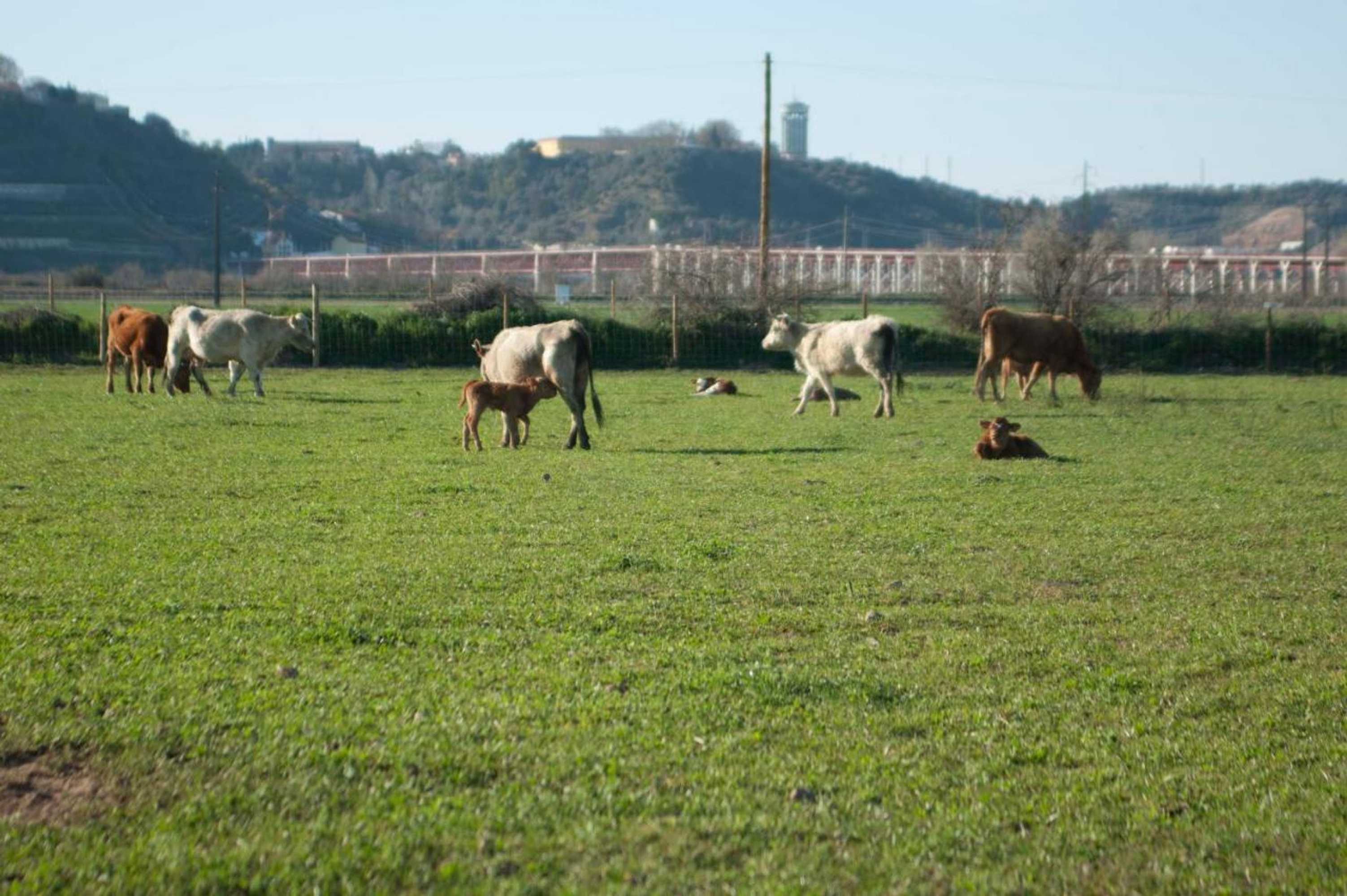 Gift card for Quinta da Gafaria