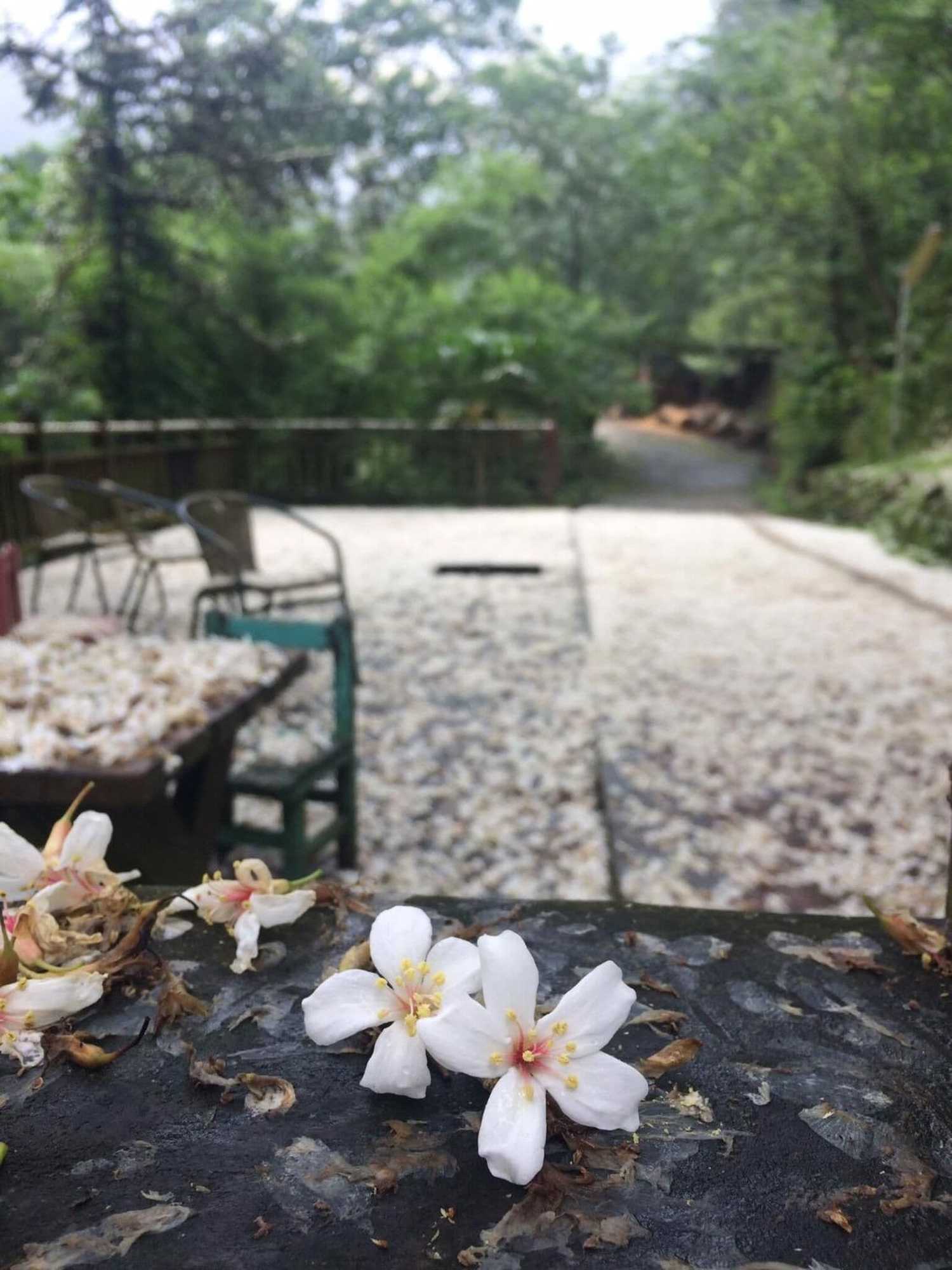 Gift card for Shanlin Songjing Leisure Farm