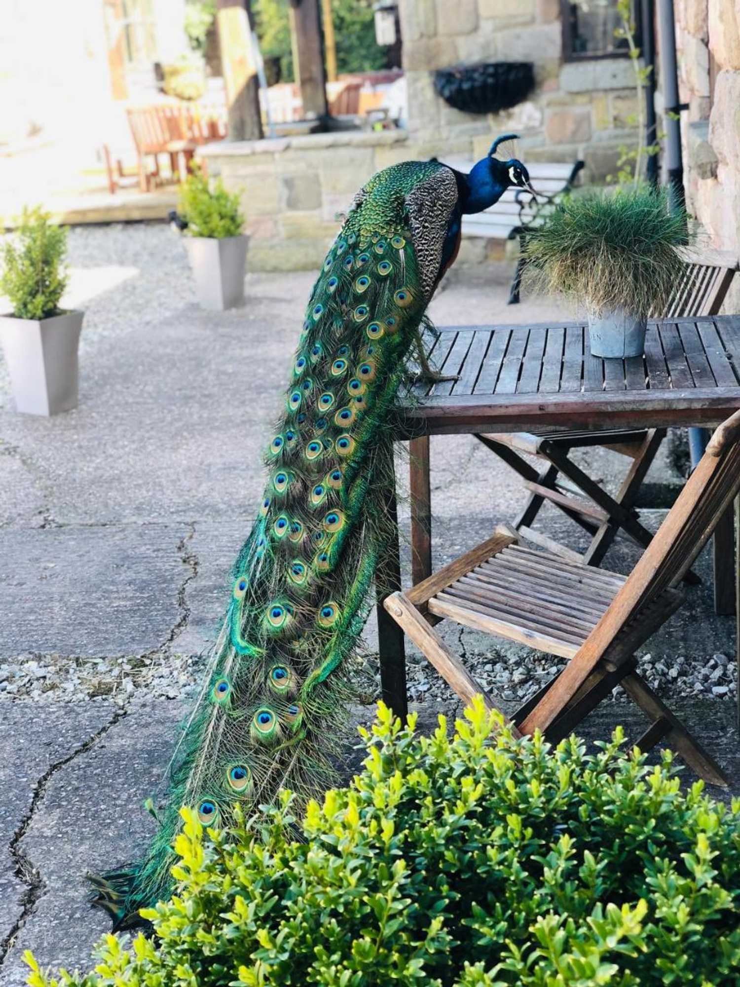 Gift card for The Saddlery Cheshire