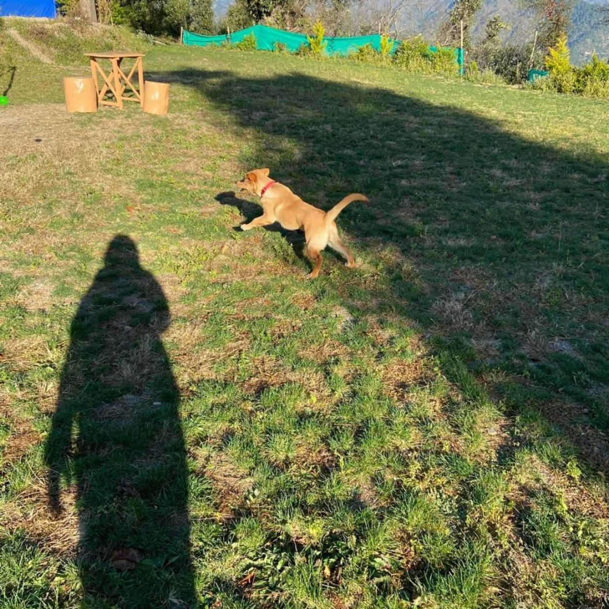 Gift card for Golden Valley Cottages, Chail Gift card for Golden Valley Cottages, Chail