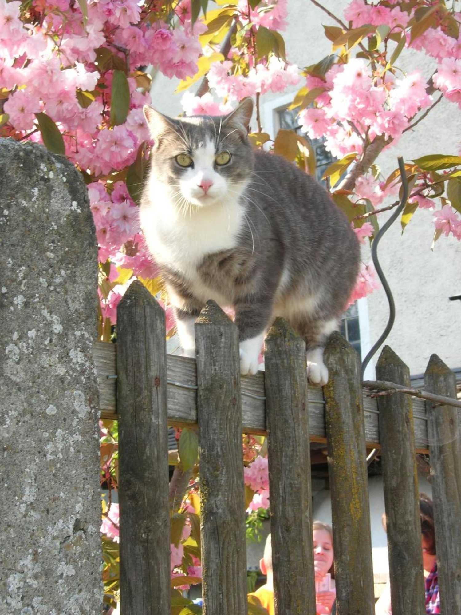 Gift card for Bertelemühle