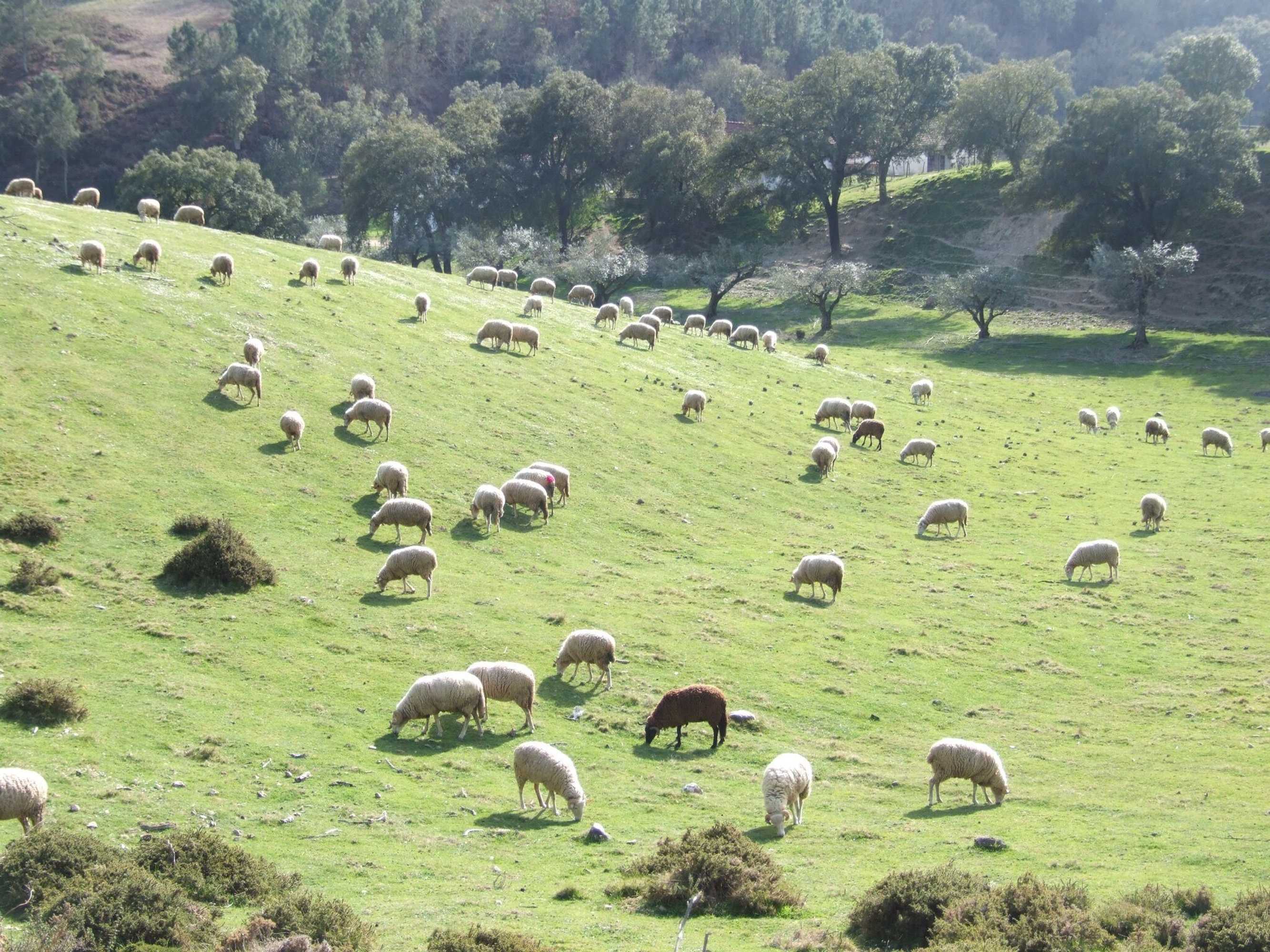 Gift card for Vumba - House of The Lizard