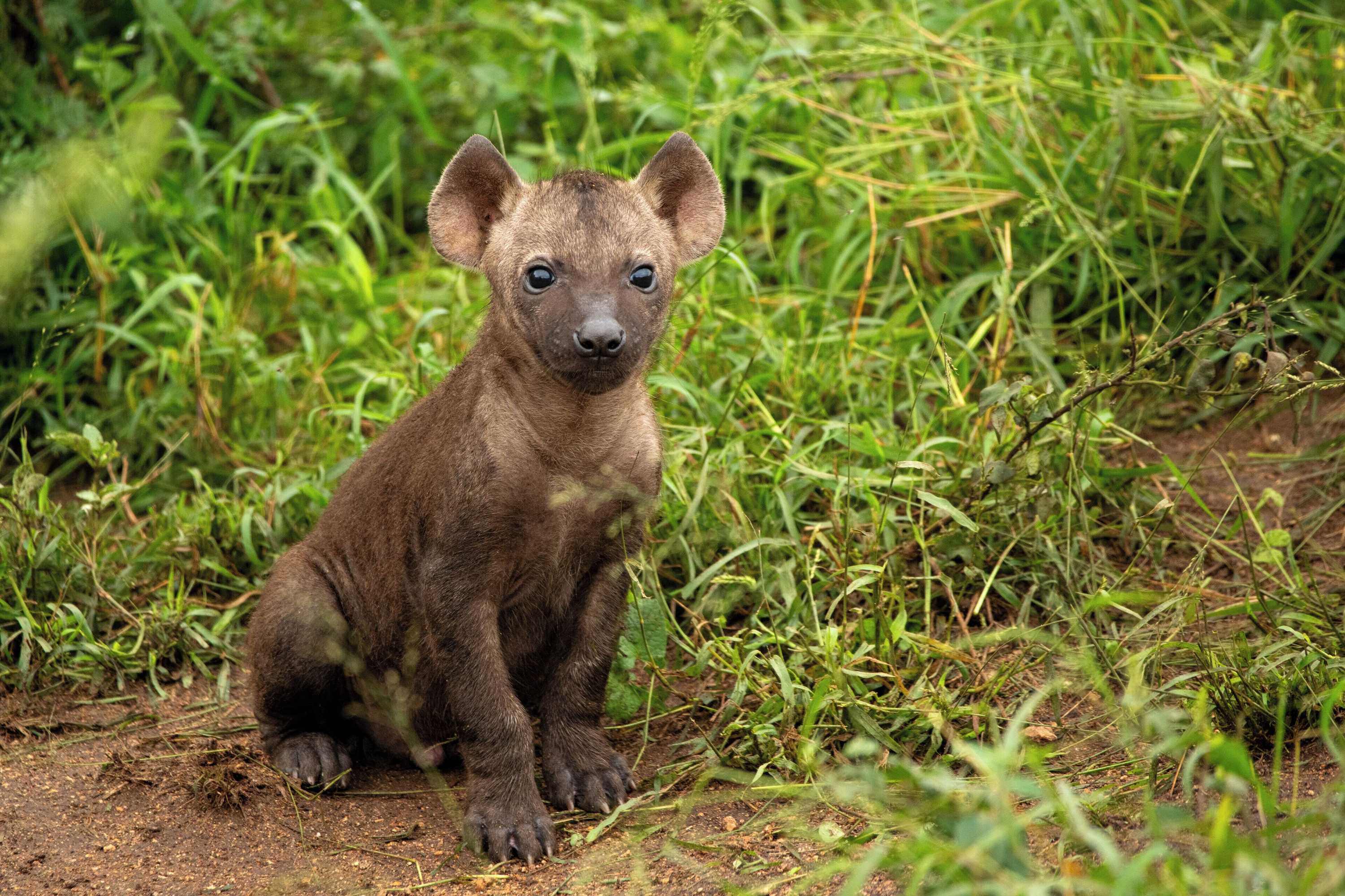 Gift card for Aha Skukuza Safari Lodge