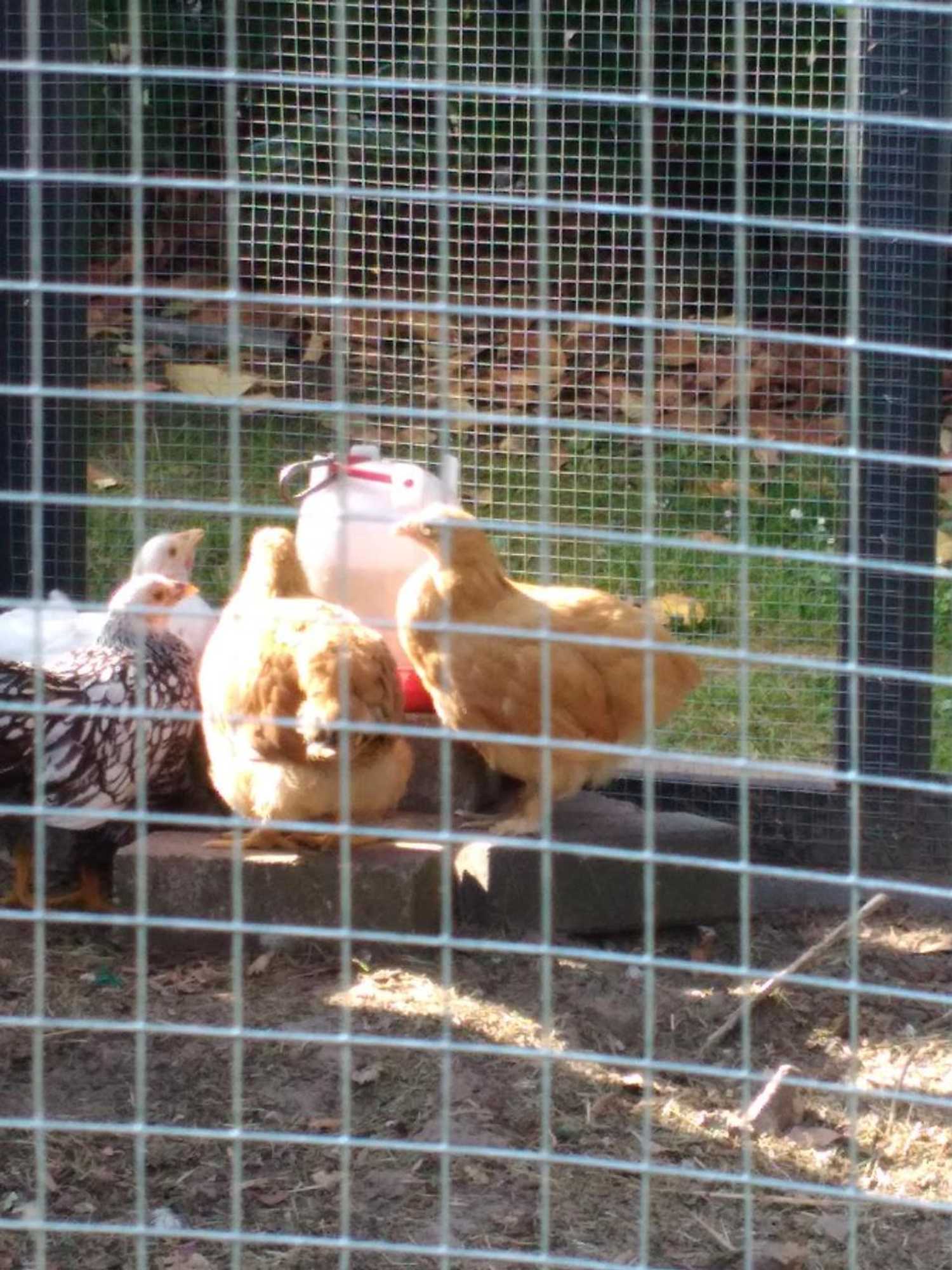 Gift card for B&b Eeneind