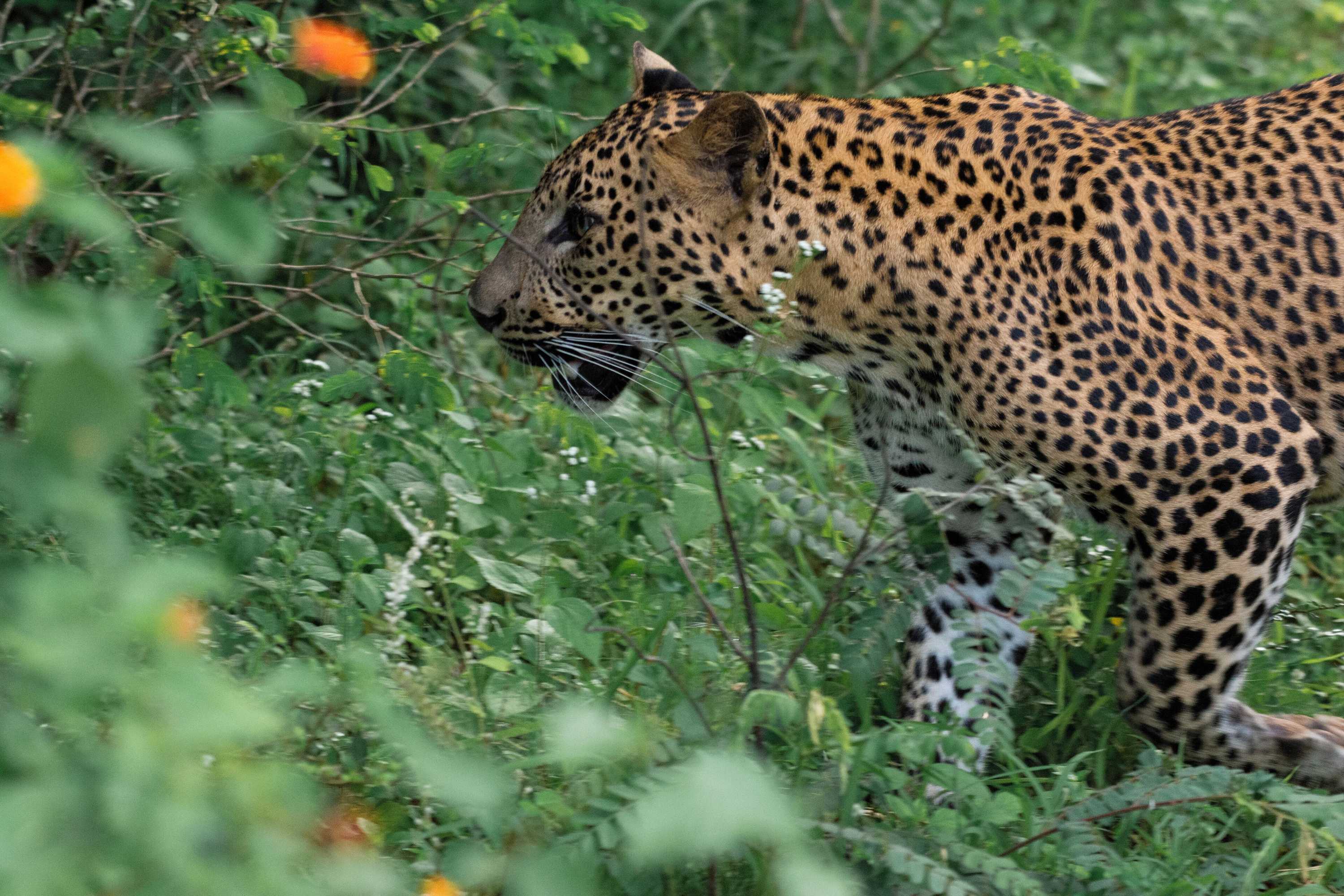 Gift card for Funky Leopard Safari Lodge Bordering Yala National Park - Hostel Gift card for Funky Leopard Safari Lodge Bordering Yala National Park - Hostel