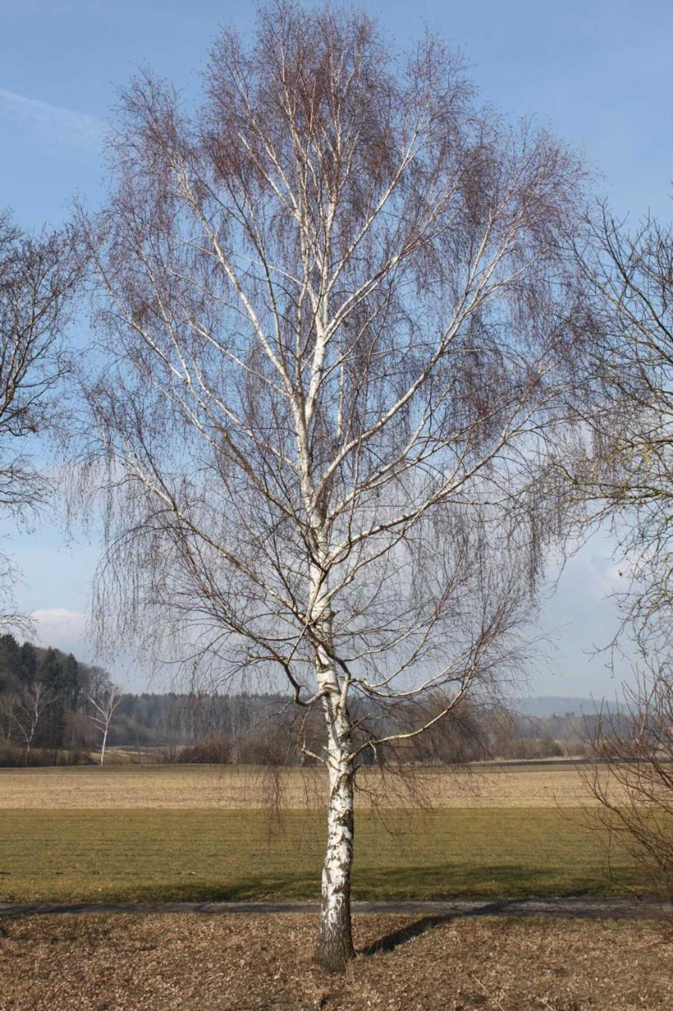 Gift card for Hotel Landgasthof Hirschen