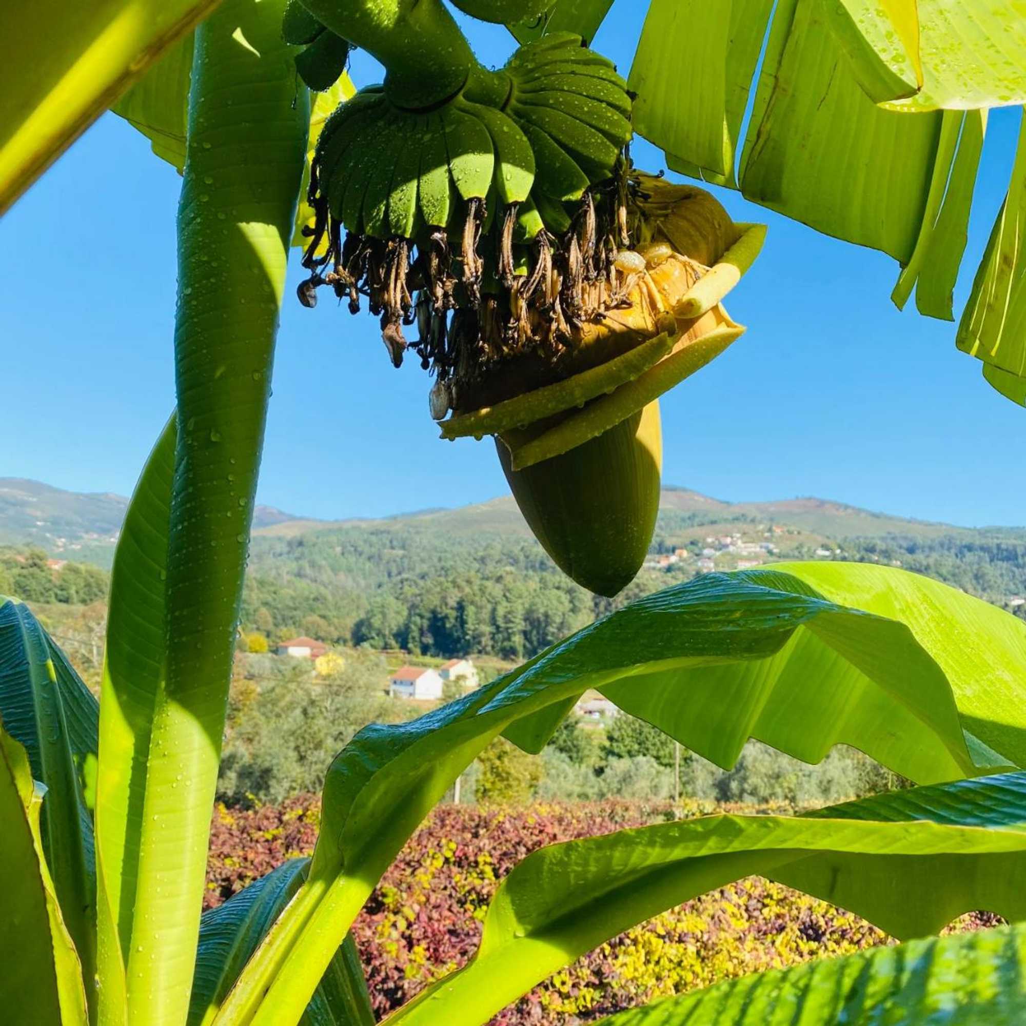 Gift card for Quinta Labruja