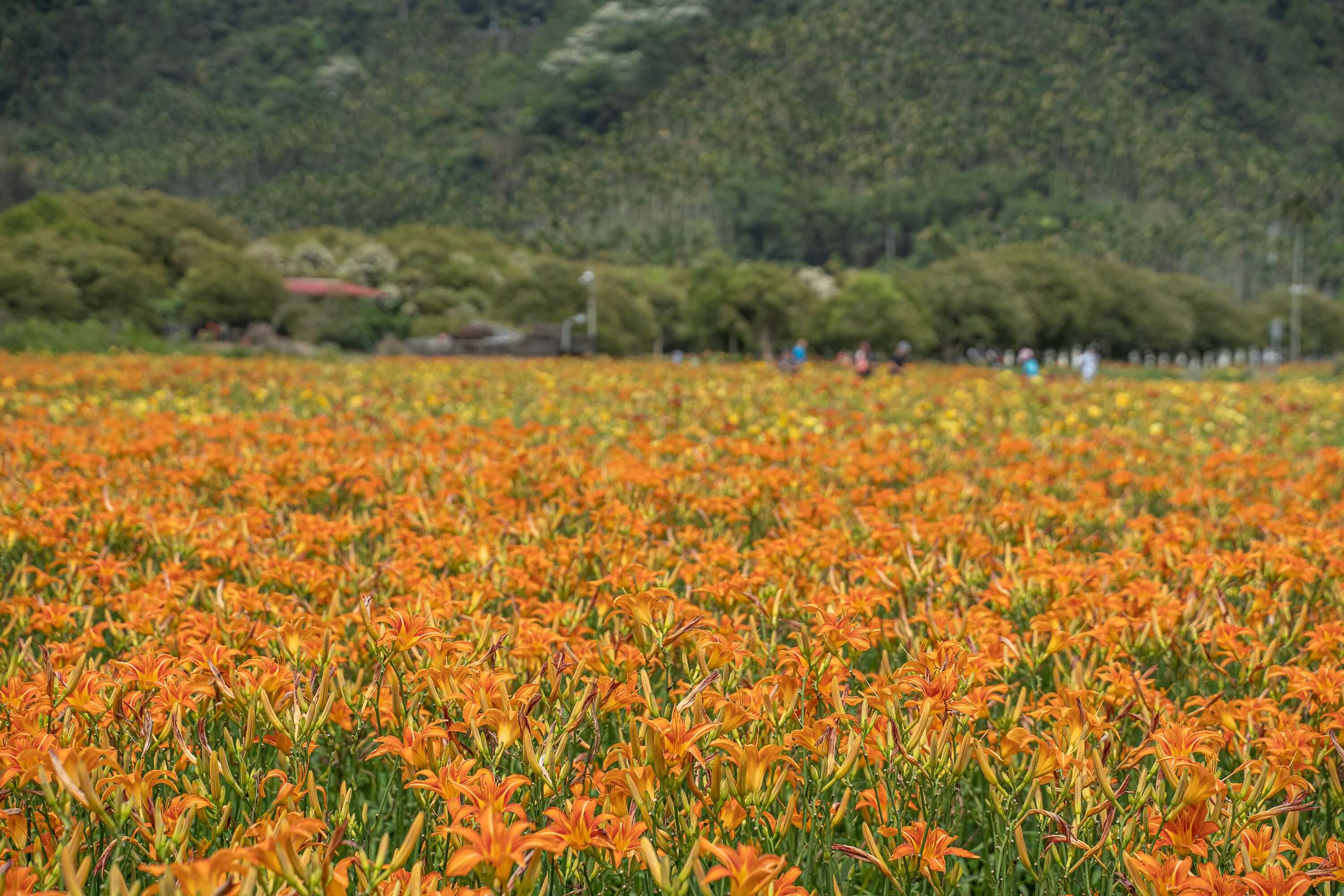 Gift card for Lusihan B&b