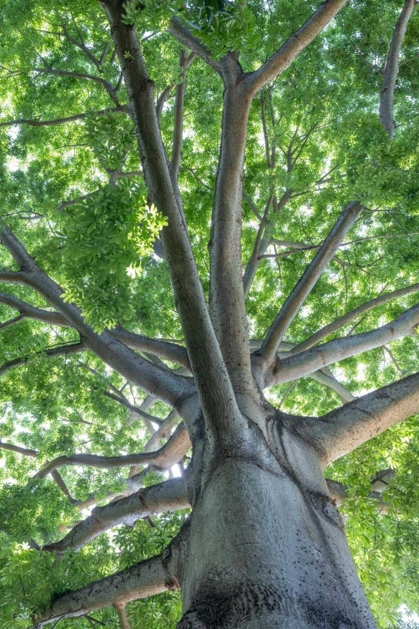 Gift card for Mbweni Ruins & Gardens