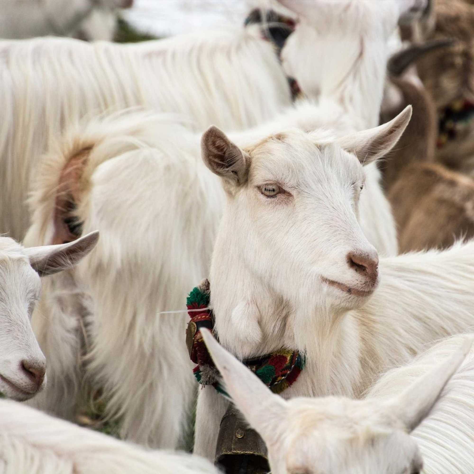 Gift card for Neuhof Gäste-& Schokohaus