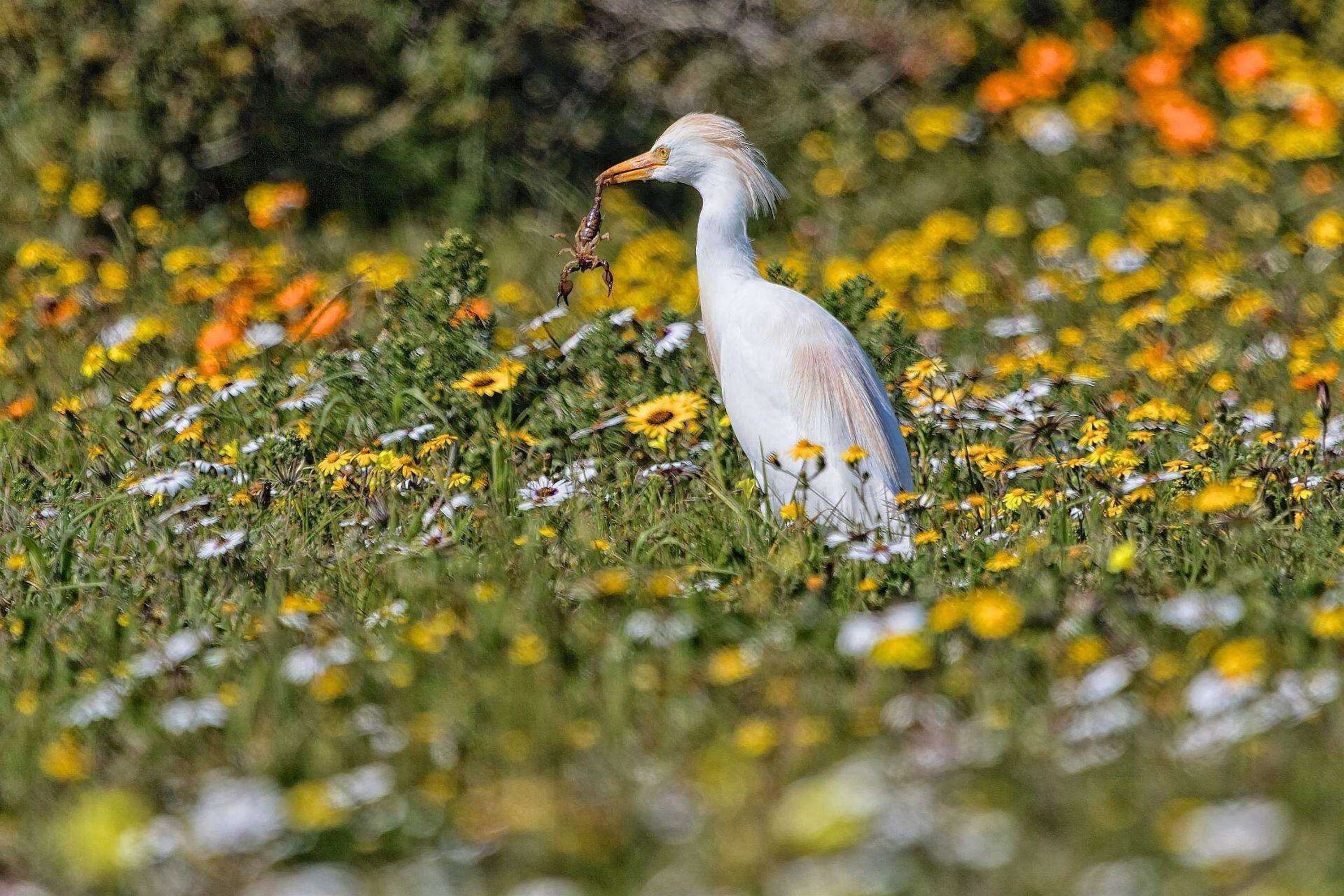 Gift card for Simbavati Cederberg Ridge