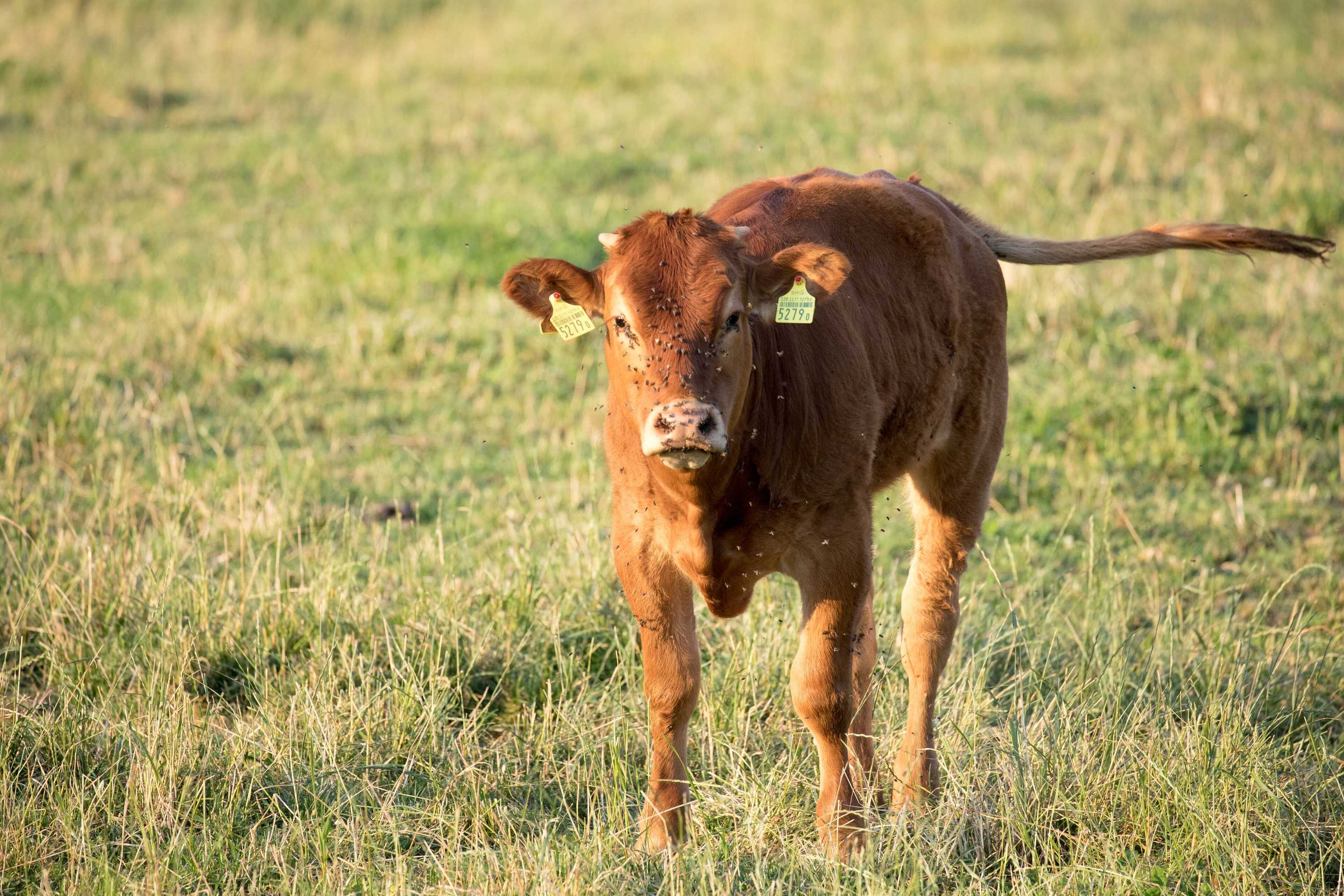 Gift card for Steigmatt Bauernhof - Erlebnis