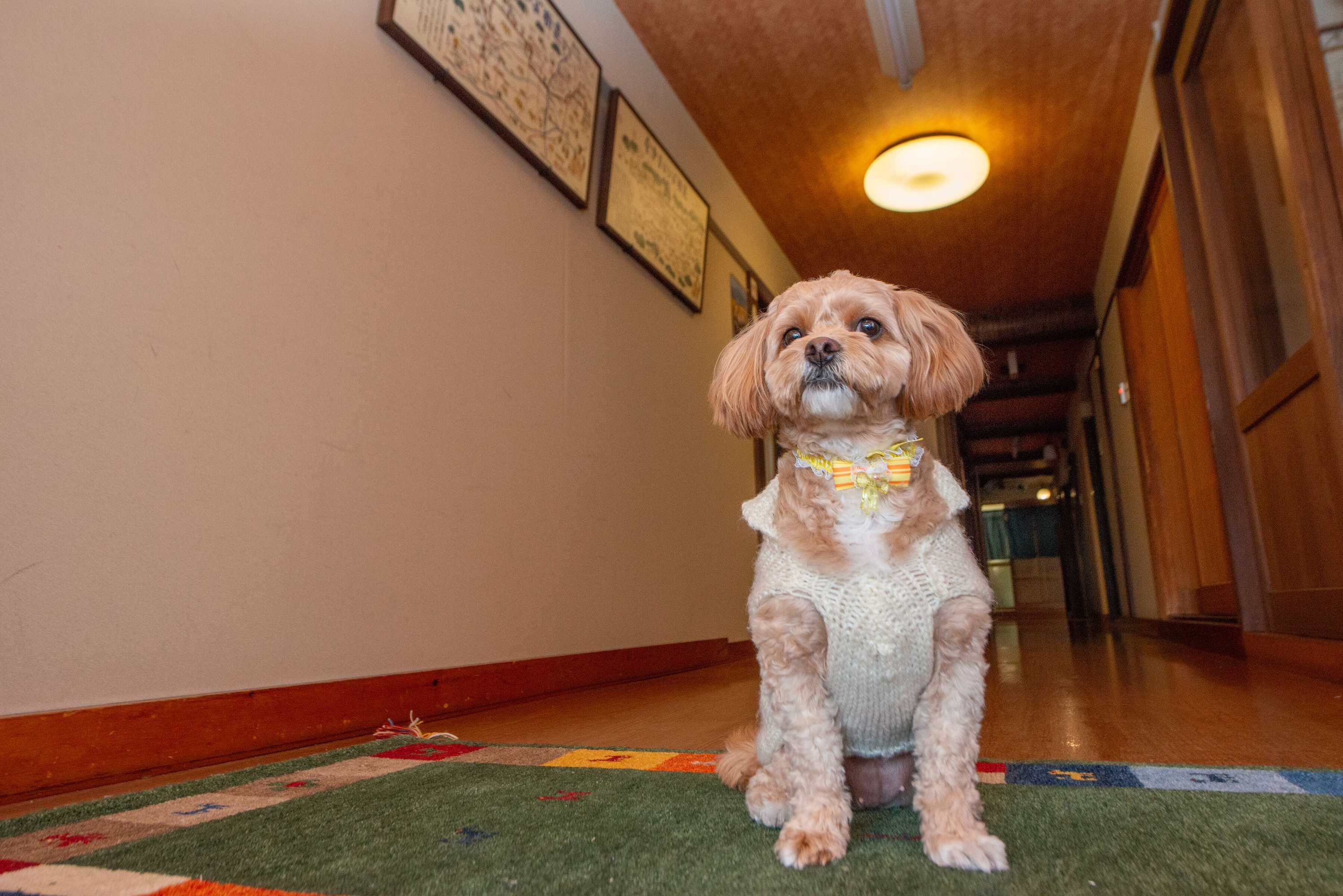 Gift card for Azuma Ryokan Gift card for Azuma Ryokan