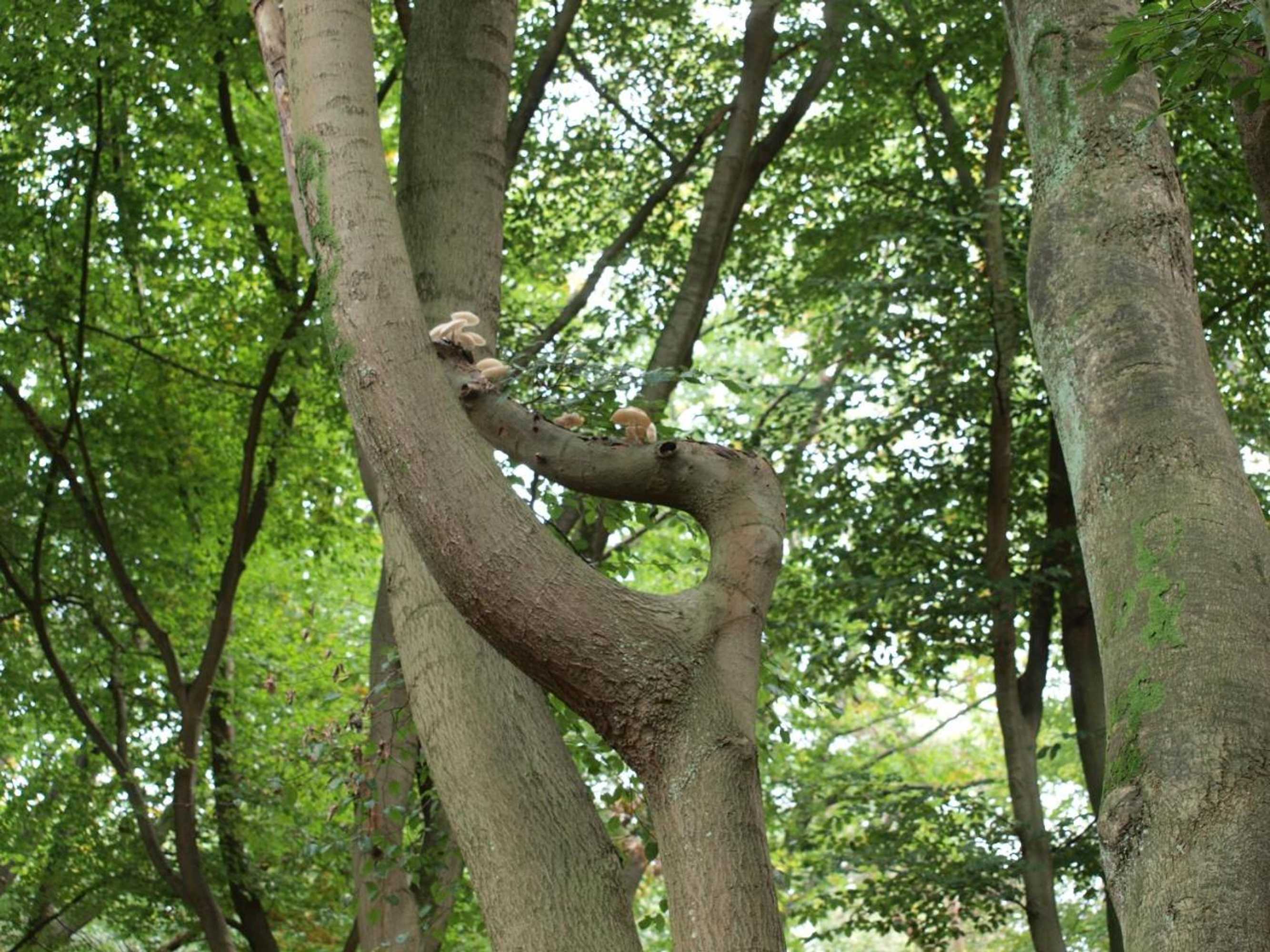 Gift card for Bed En - of Zonder - Breakfast Putten