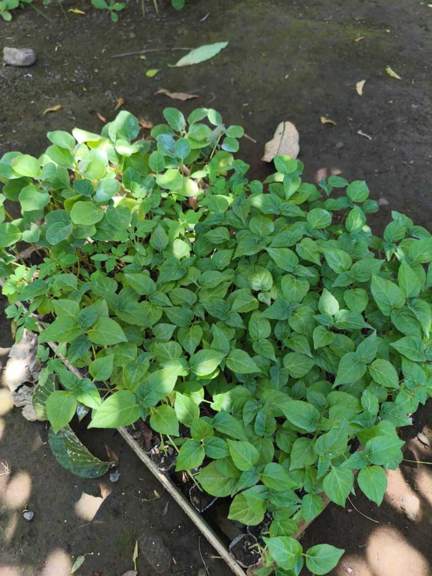 Gift card for Kondo Villa