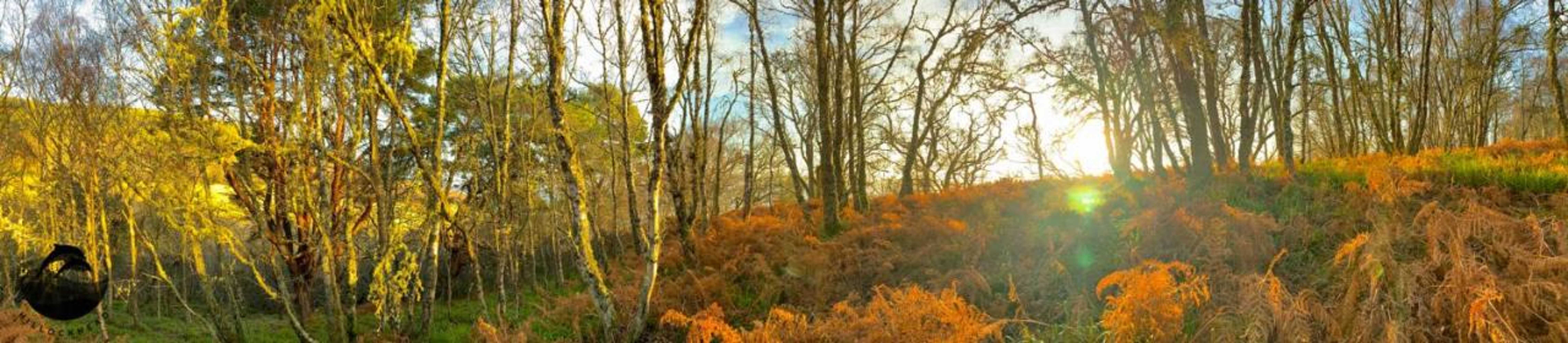 Gift card for Dolphin View Hillockhead