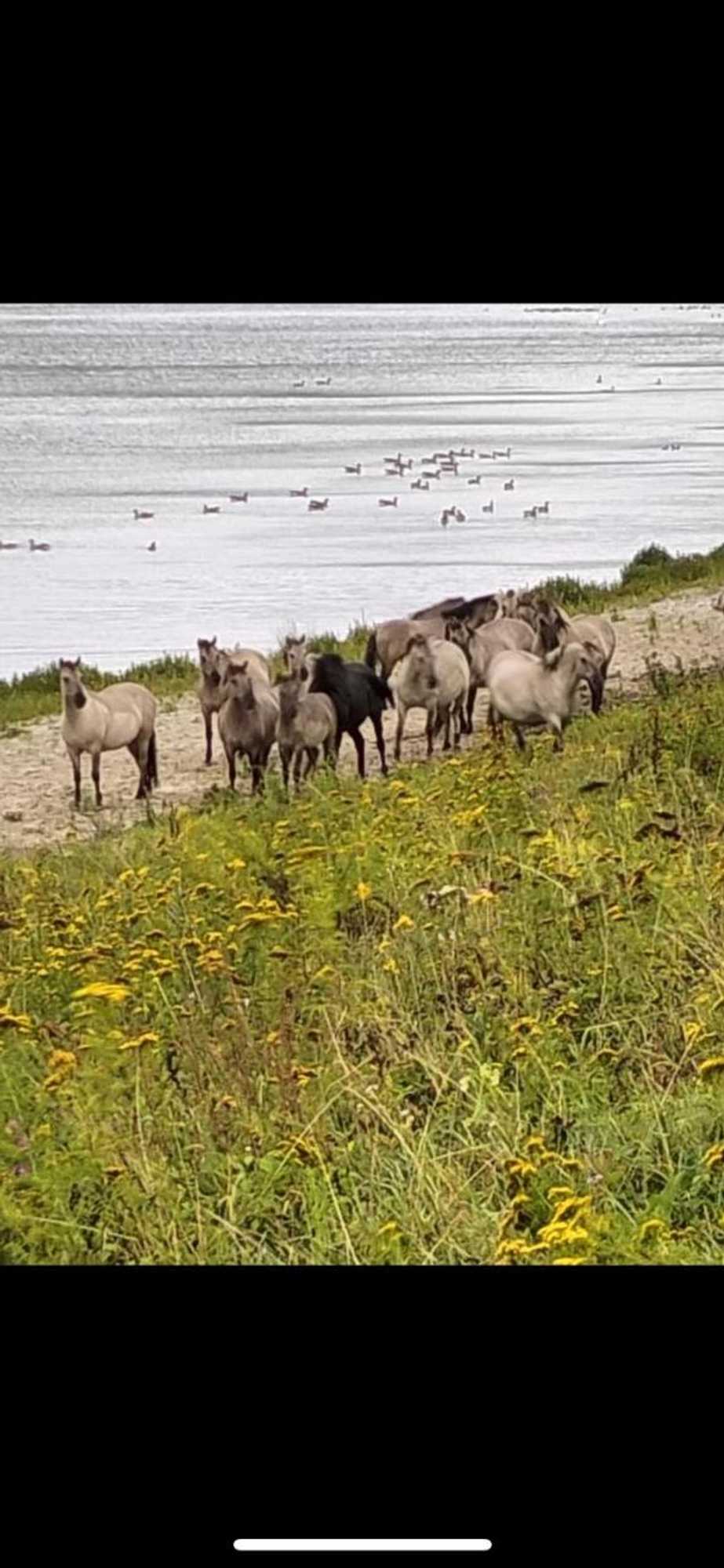 Gift card for Maas Lodge