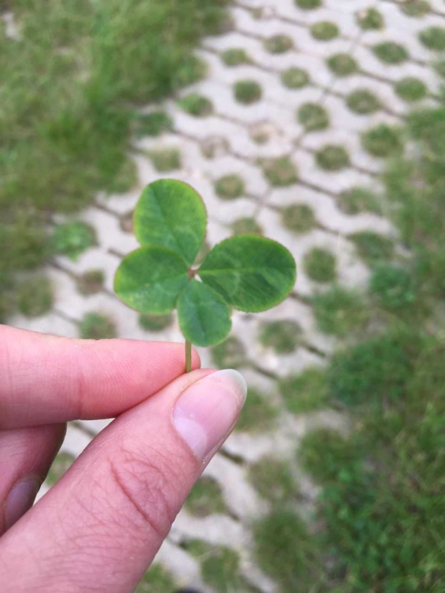 Gift card for Hanzestadslogement De Leeuw, in Het Centrum, Met Een Binnenplaats, Kamers Met Badkamer en Toilet en Een Keukentje