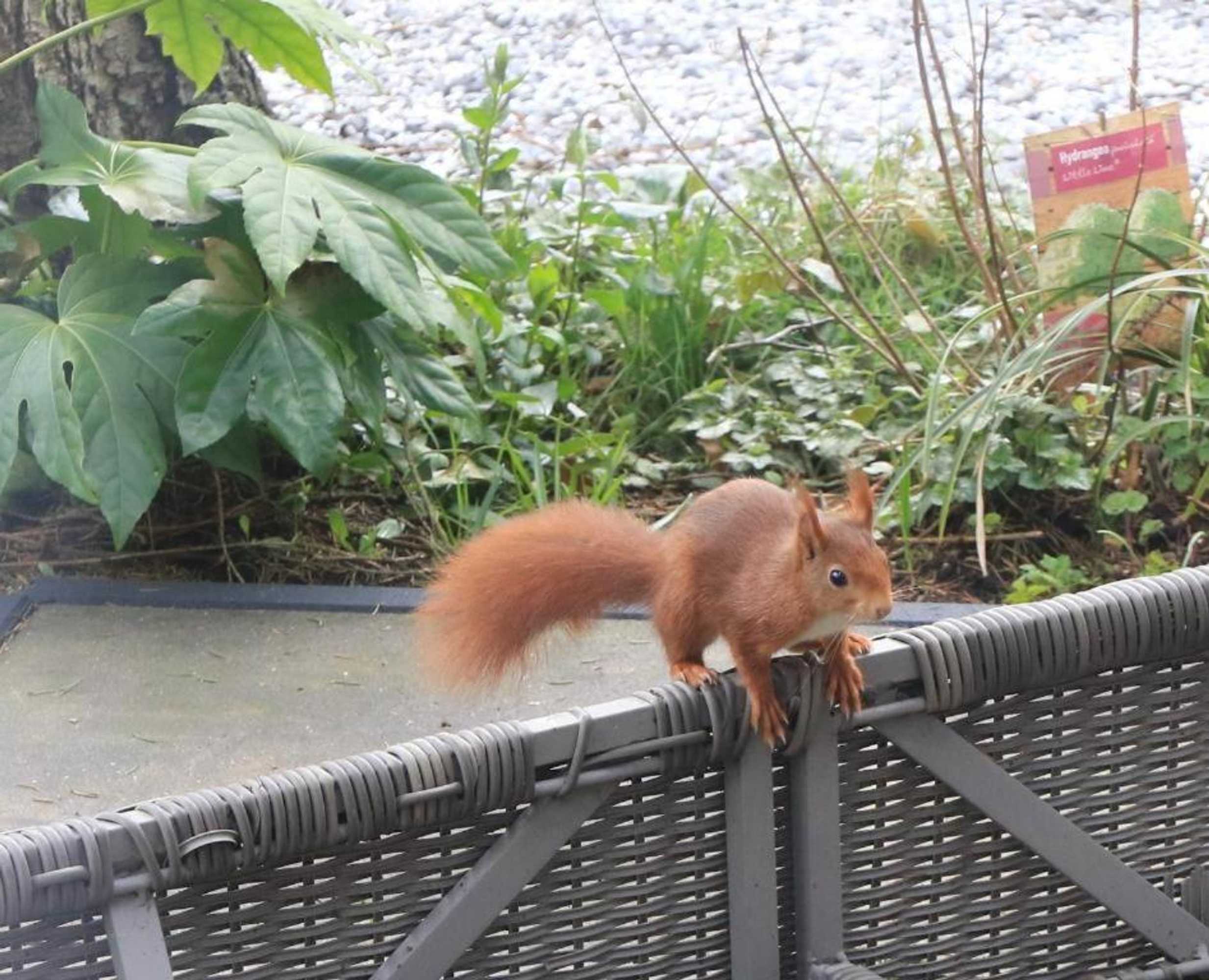 Gift card for Chalet Reewold