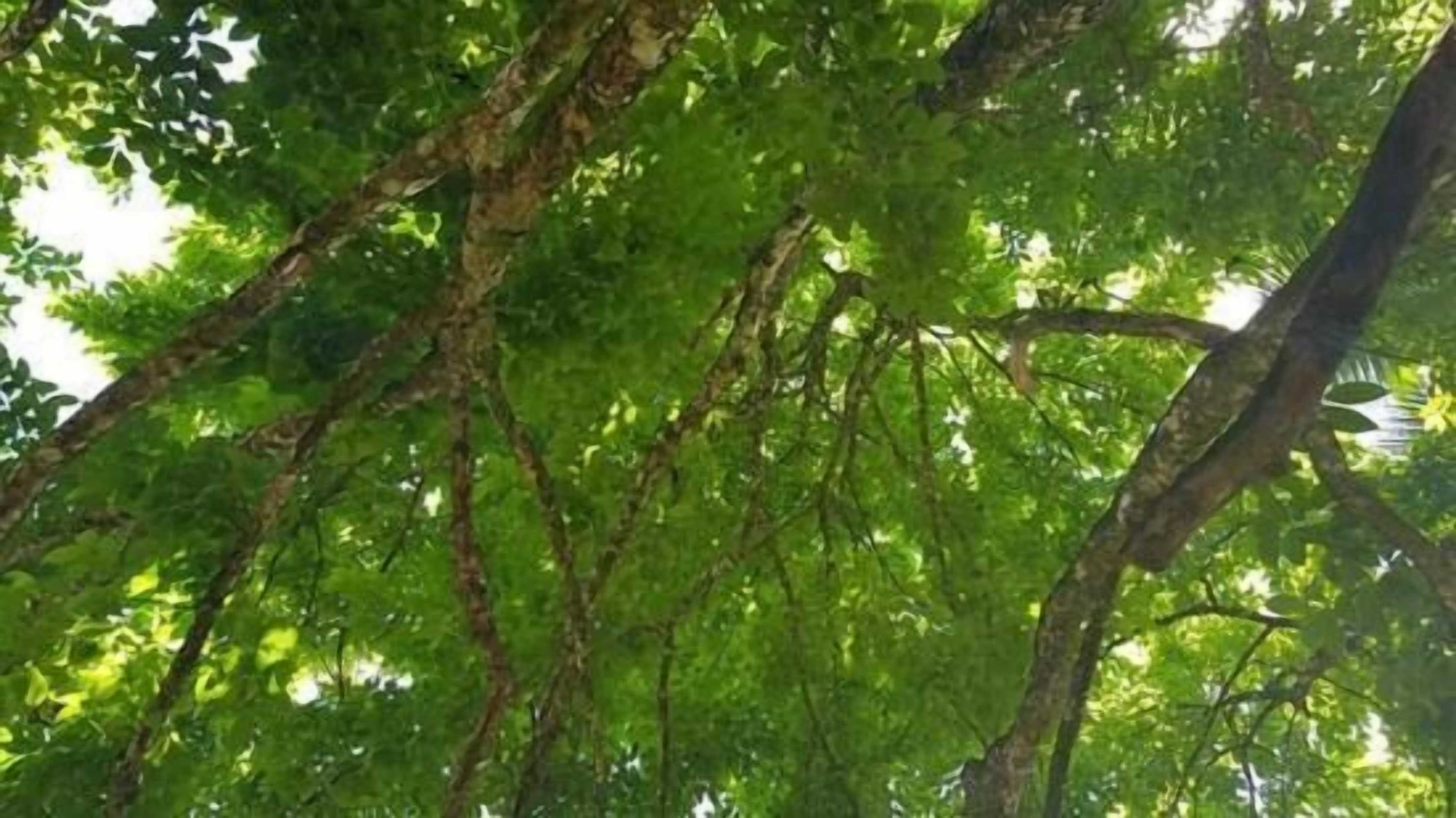 Gift card for 360 Rainforest