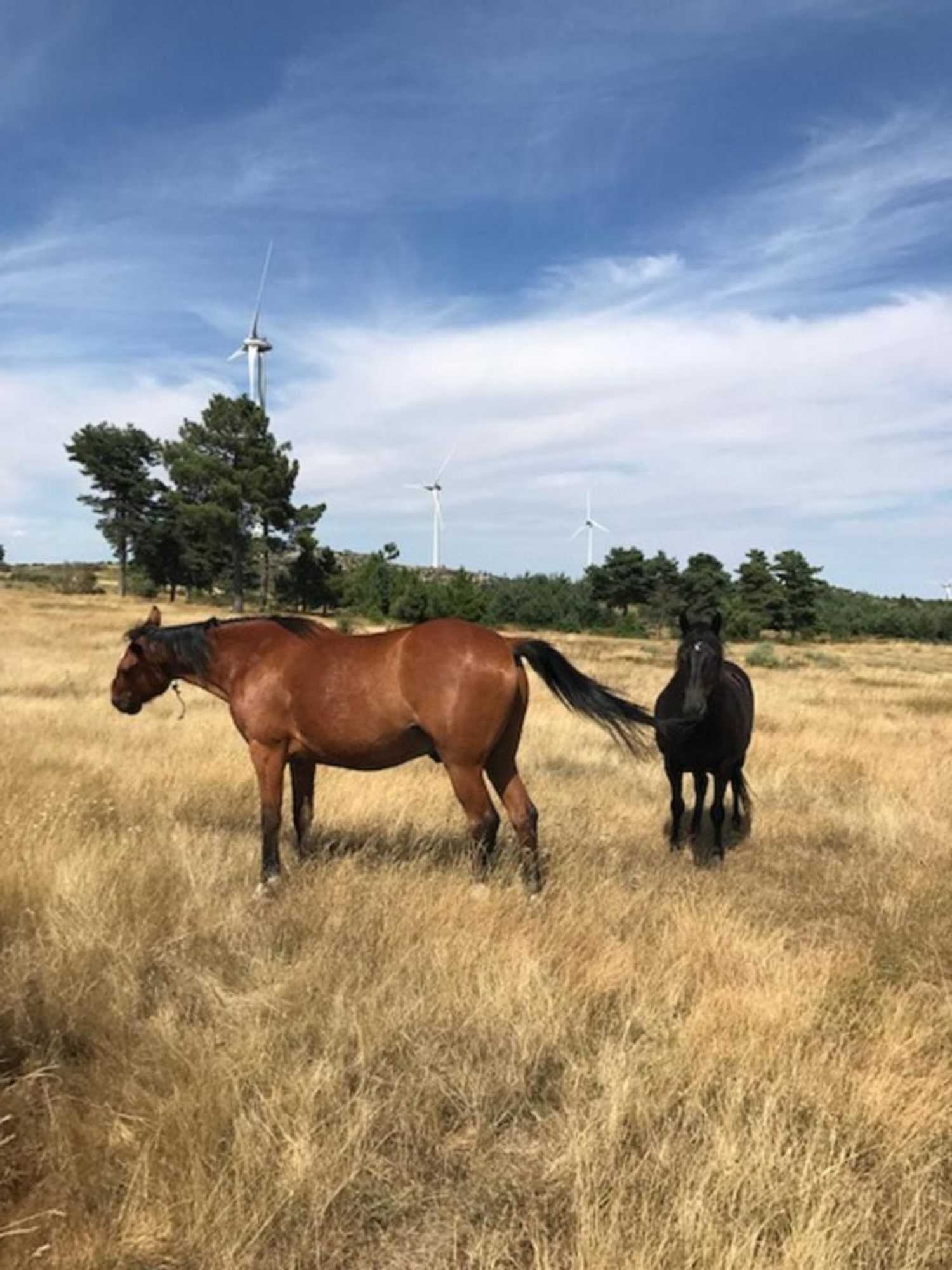 Gift card for Quinchoso Dos Bentos