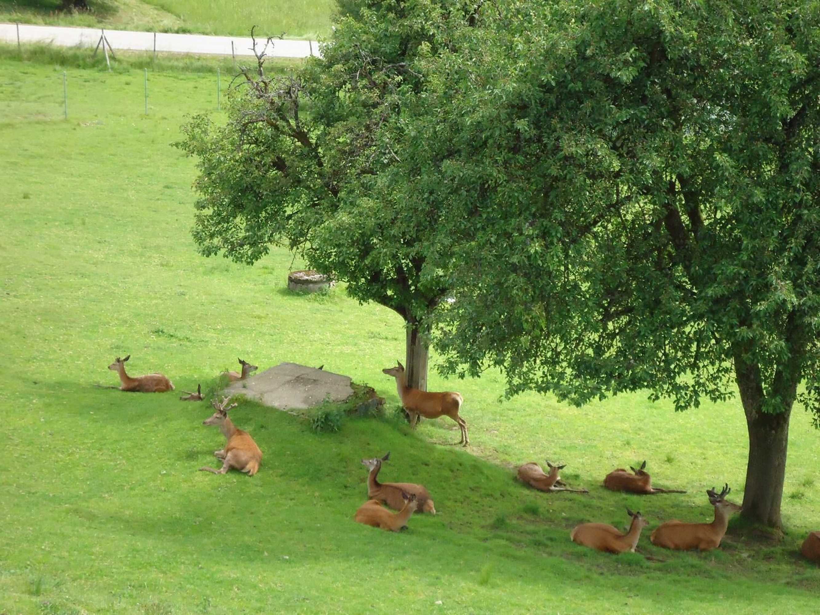 Gift card for Landhaus Lehnerhof