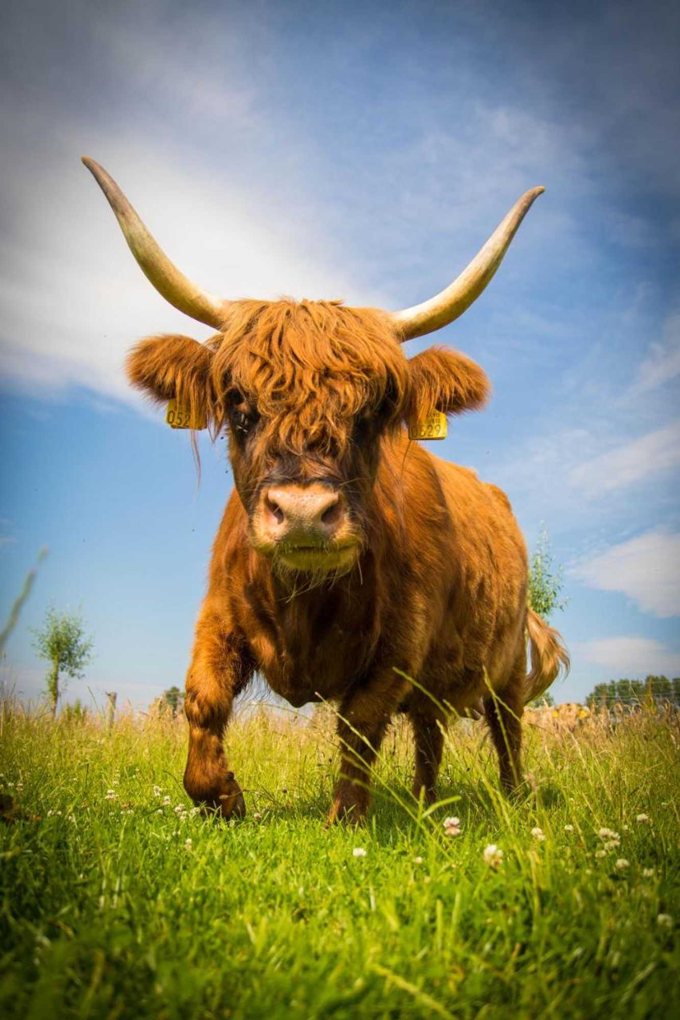 Gift card for Bed & Breakfast Bos en Weide