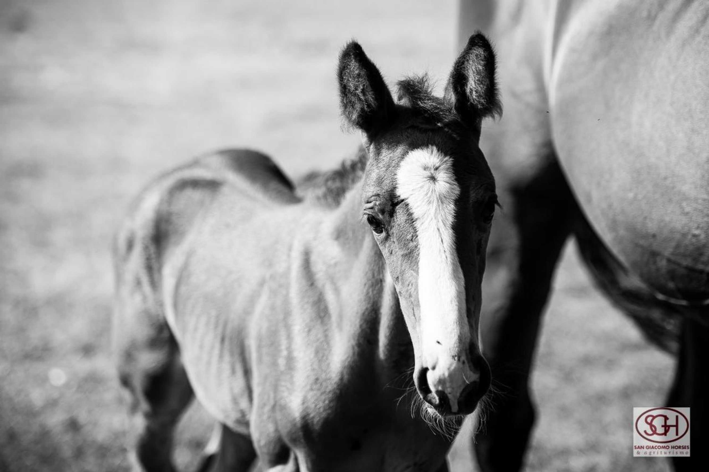 Gift card for San Giacomo Horses & Agriturismo Gift card for San Giacomo Horses & Agriturismo