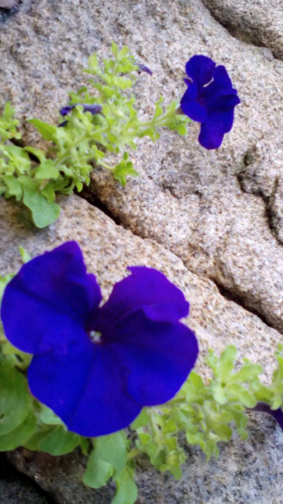 Gift card for Casa do Passadiço - Alvarenga