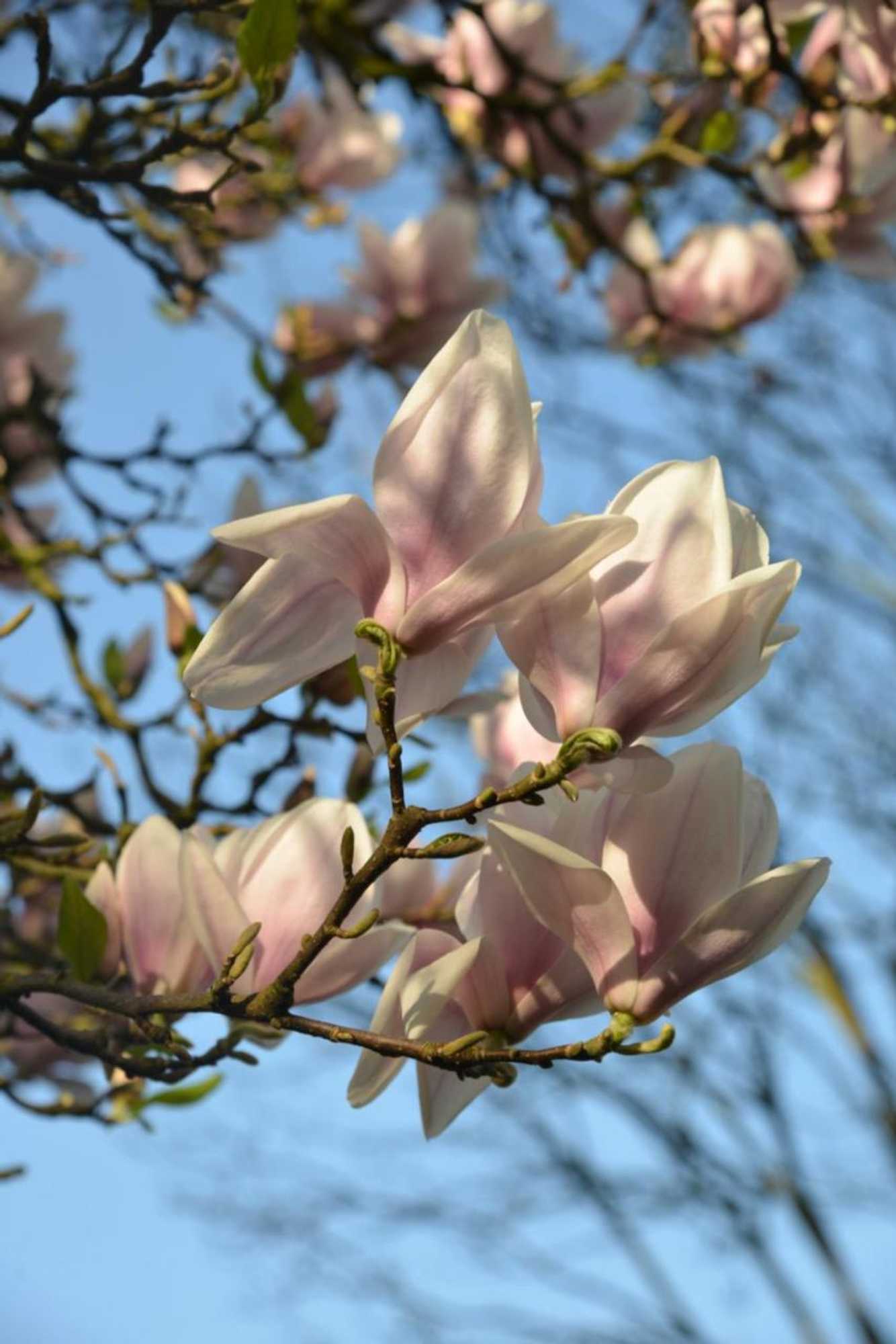 Gift card for Gastenverblijf 't Oelengoor