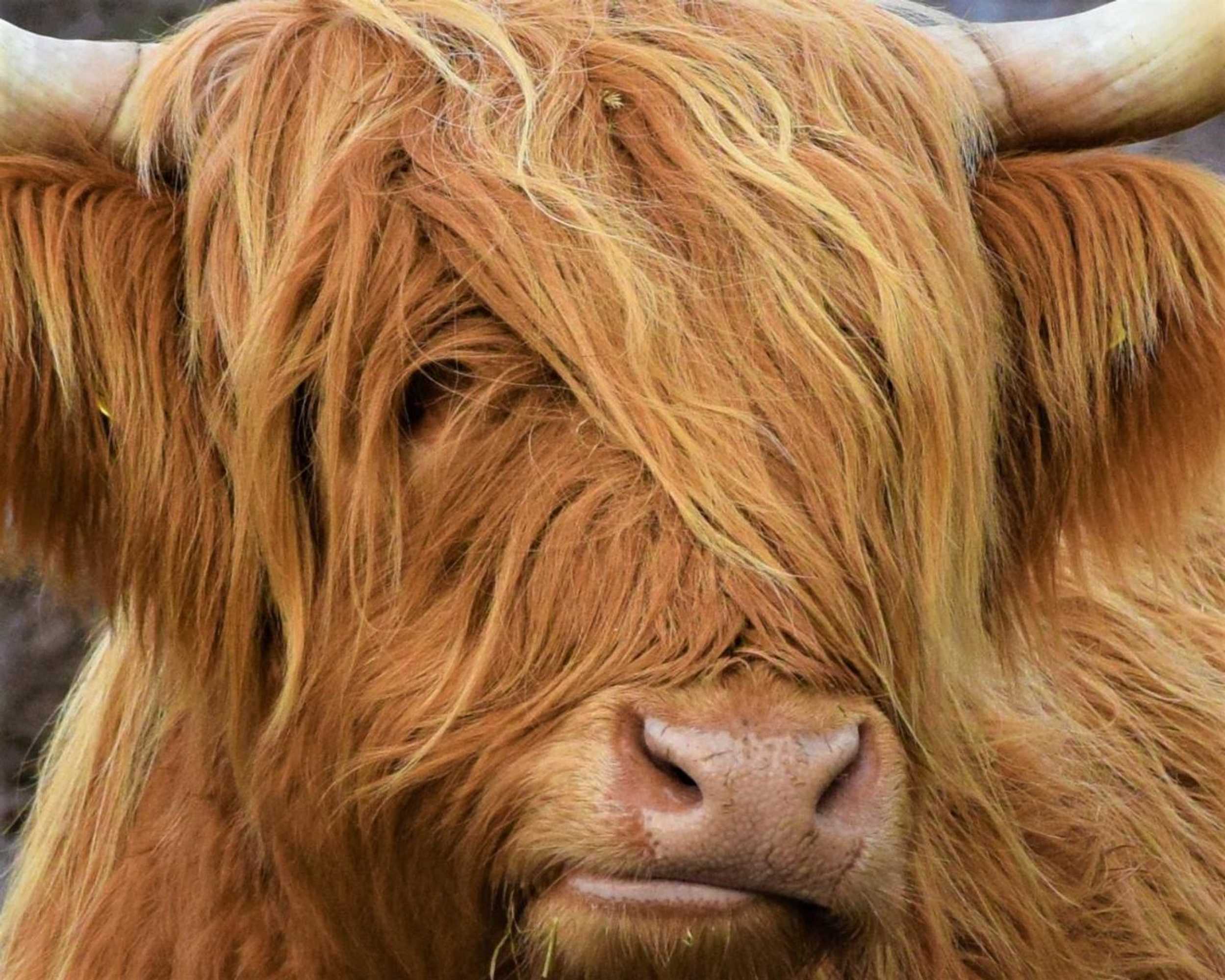 Gift card for Duke Cottage