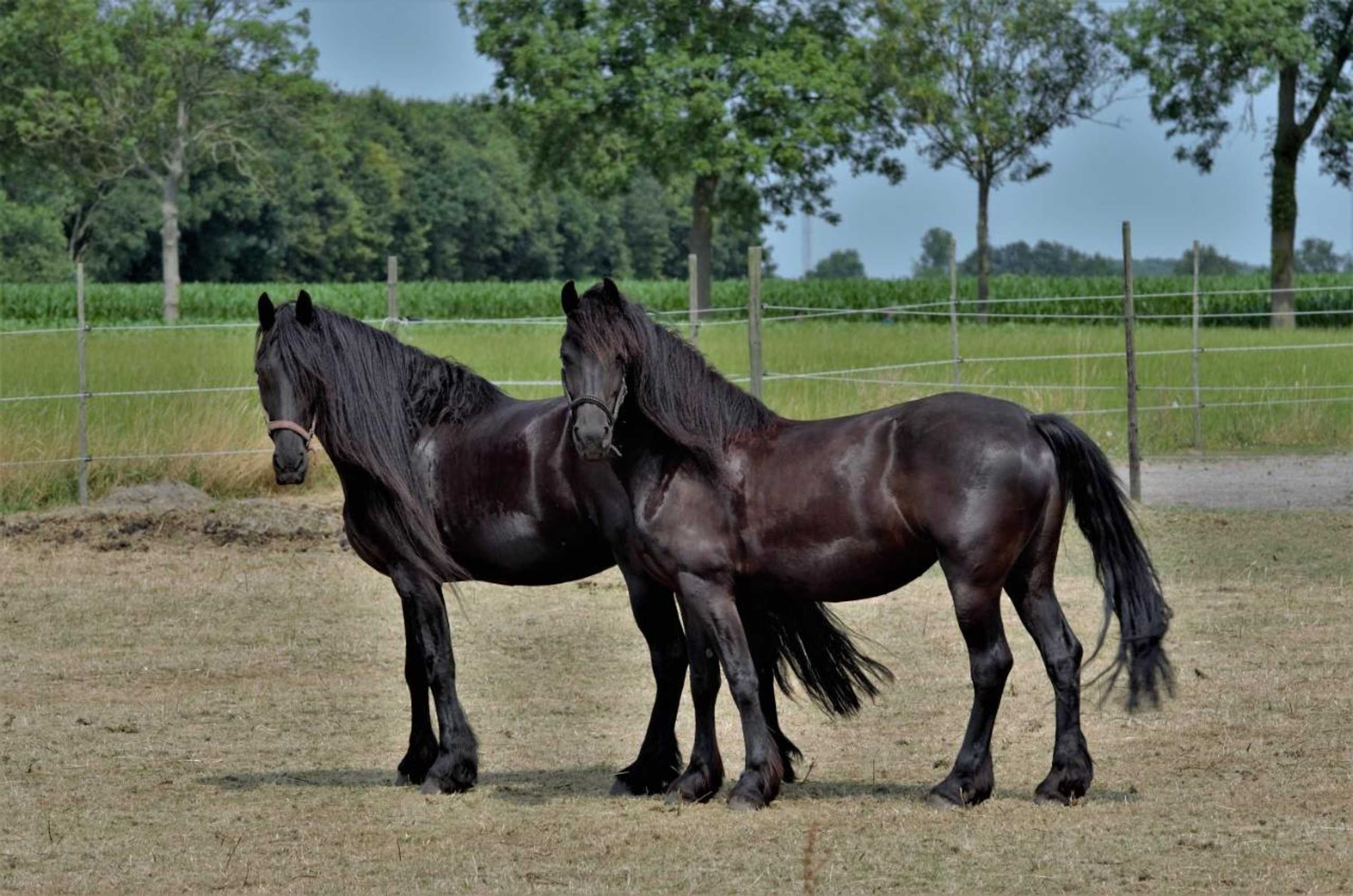 Gift card for Bed And Breakfast Wouw