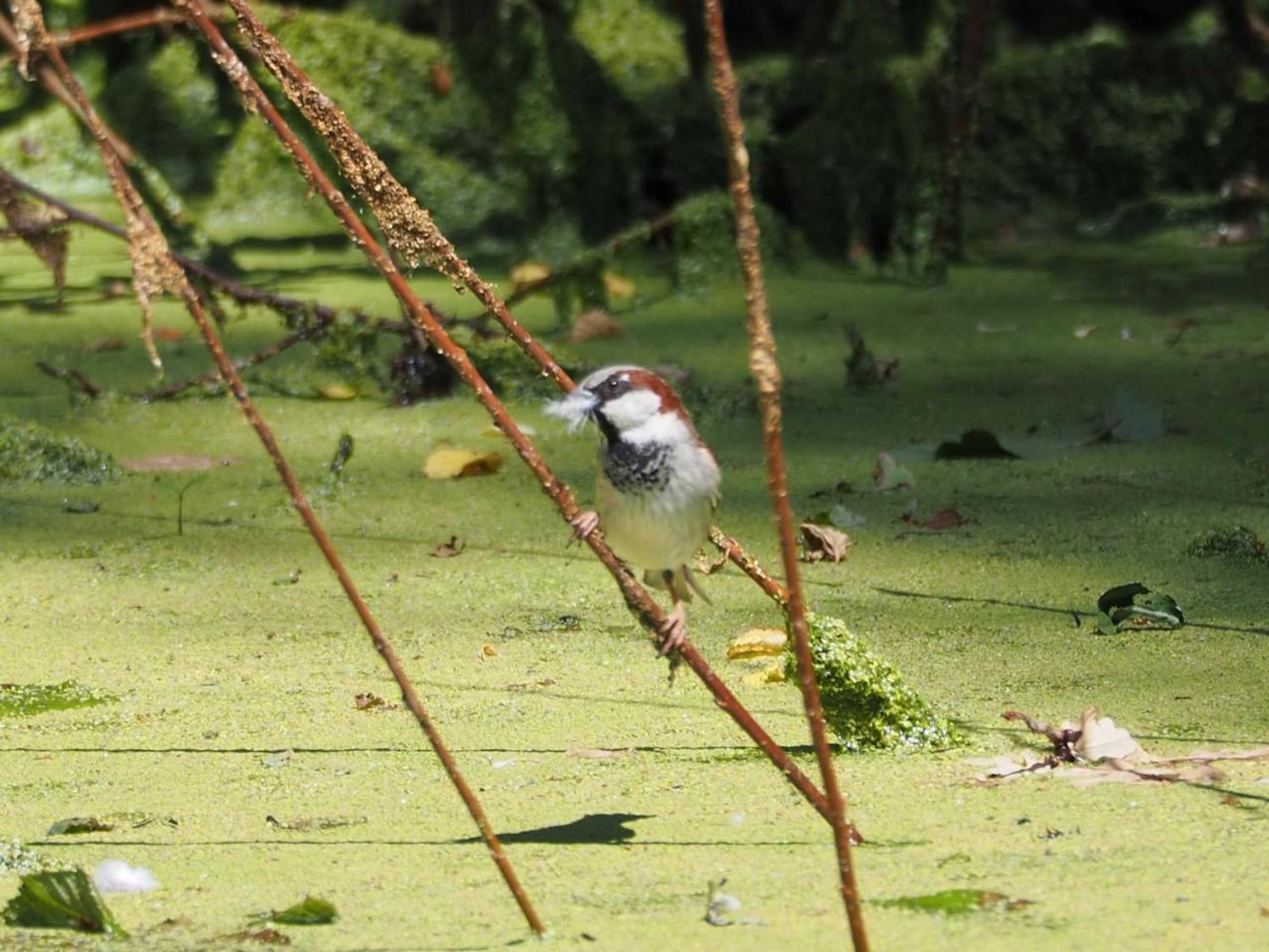 Gift card for Bnb De Peelvos