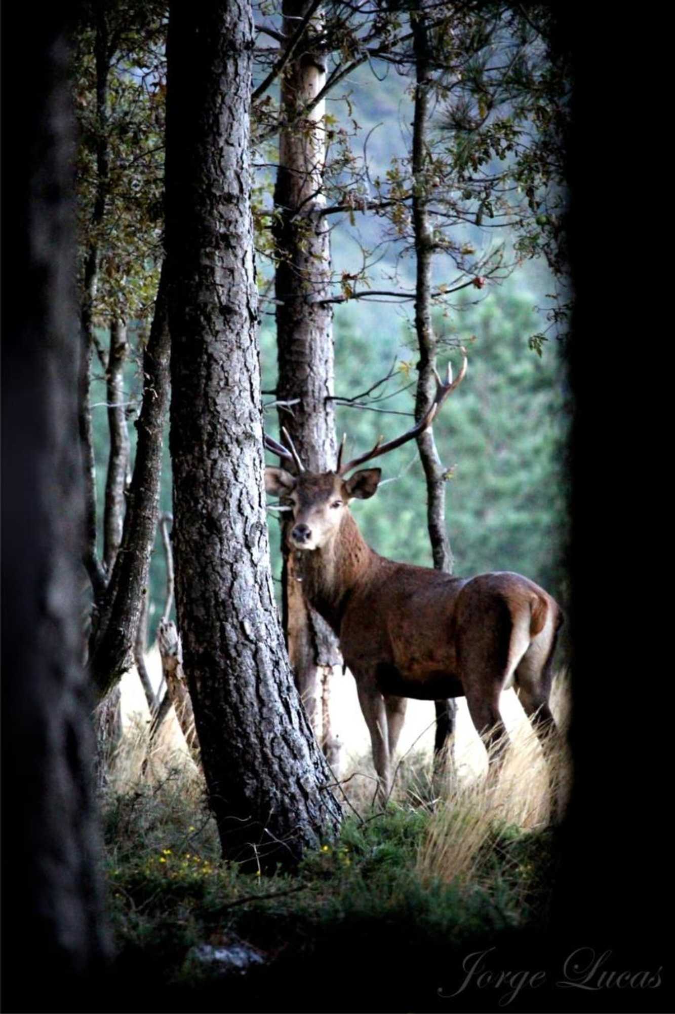 Gift card for Casa da Comareira