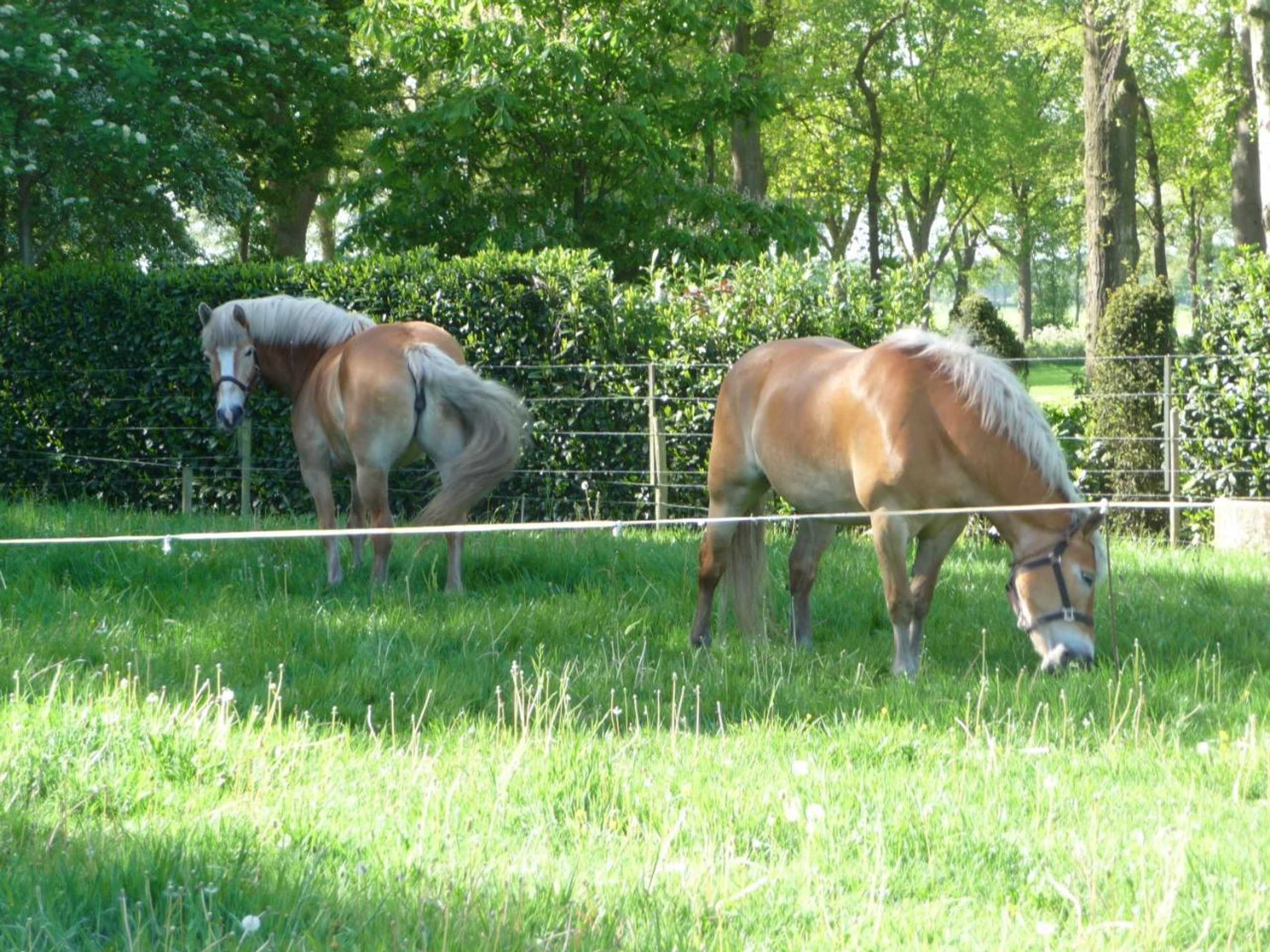 Gift card for B&b Achterhoeks Halle