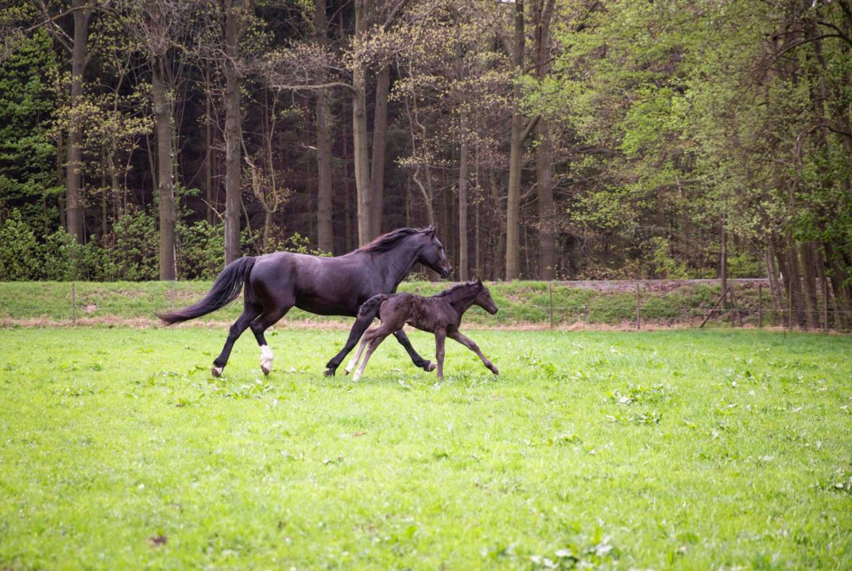 Gift card for Schwarzes Ross