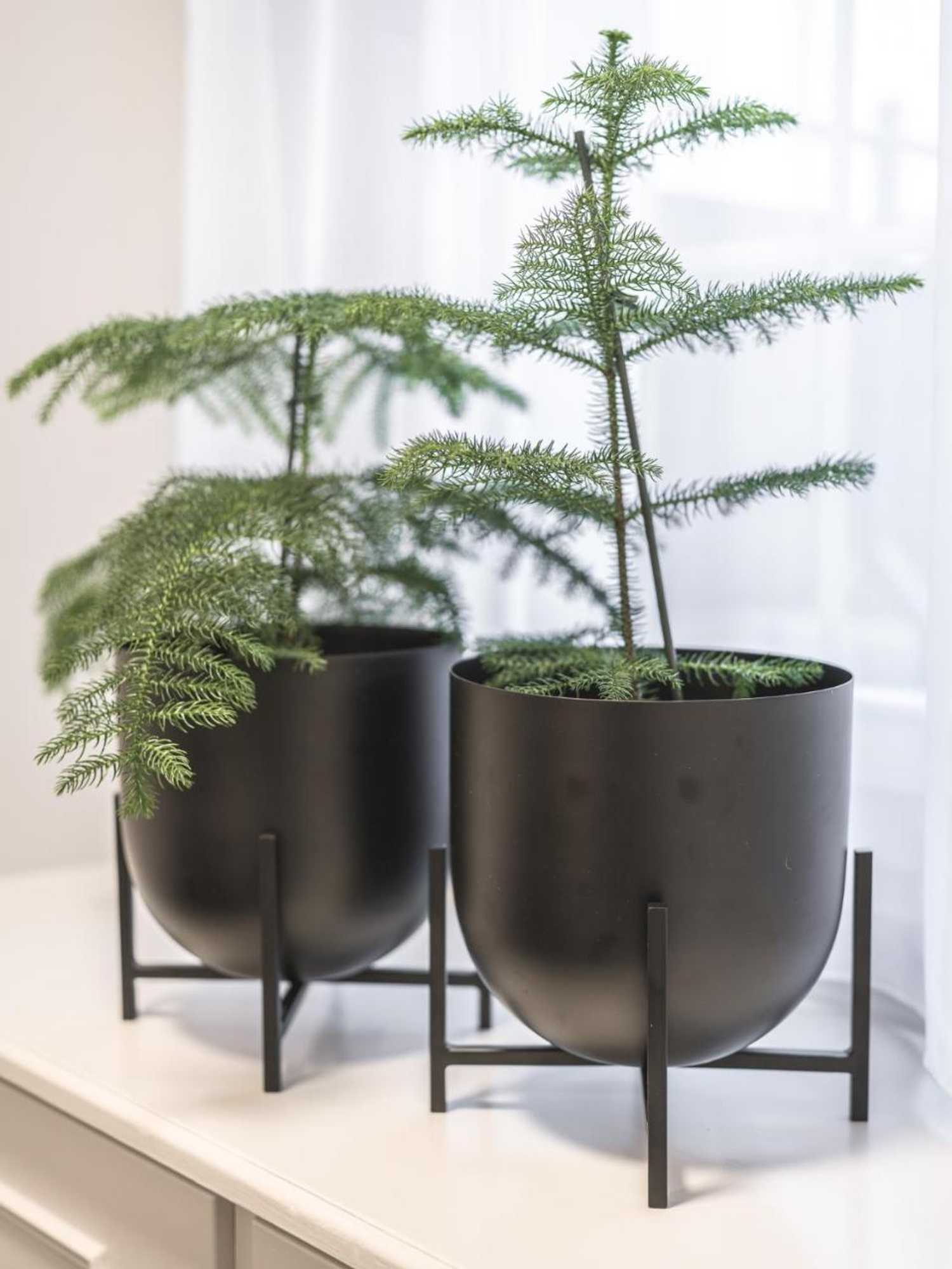 Gift card for Restaurant Hotel Traube Appenzell