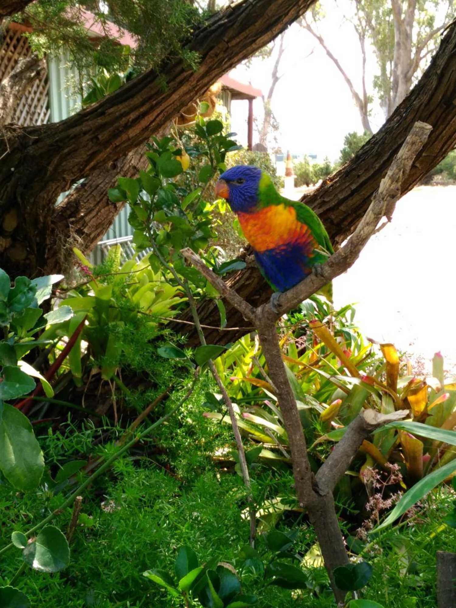 Gift card for Rose City Caravan Park