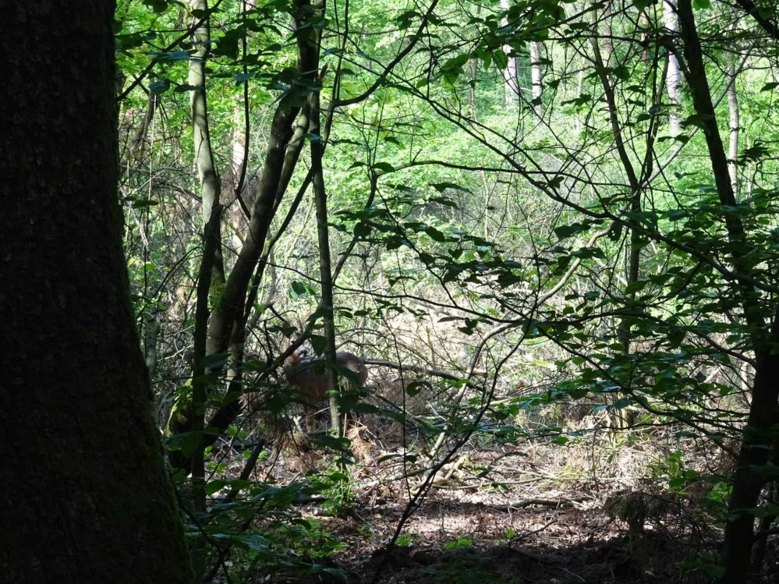 Gift card for Chalet Reewold