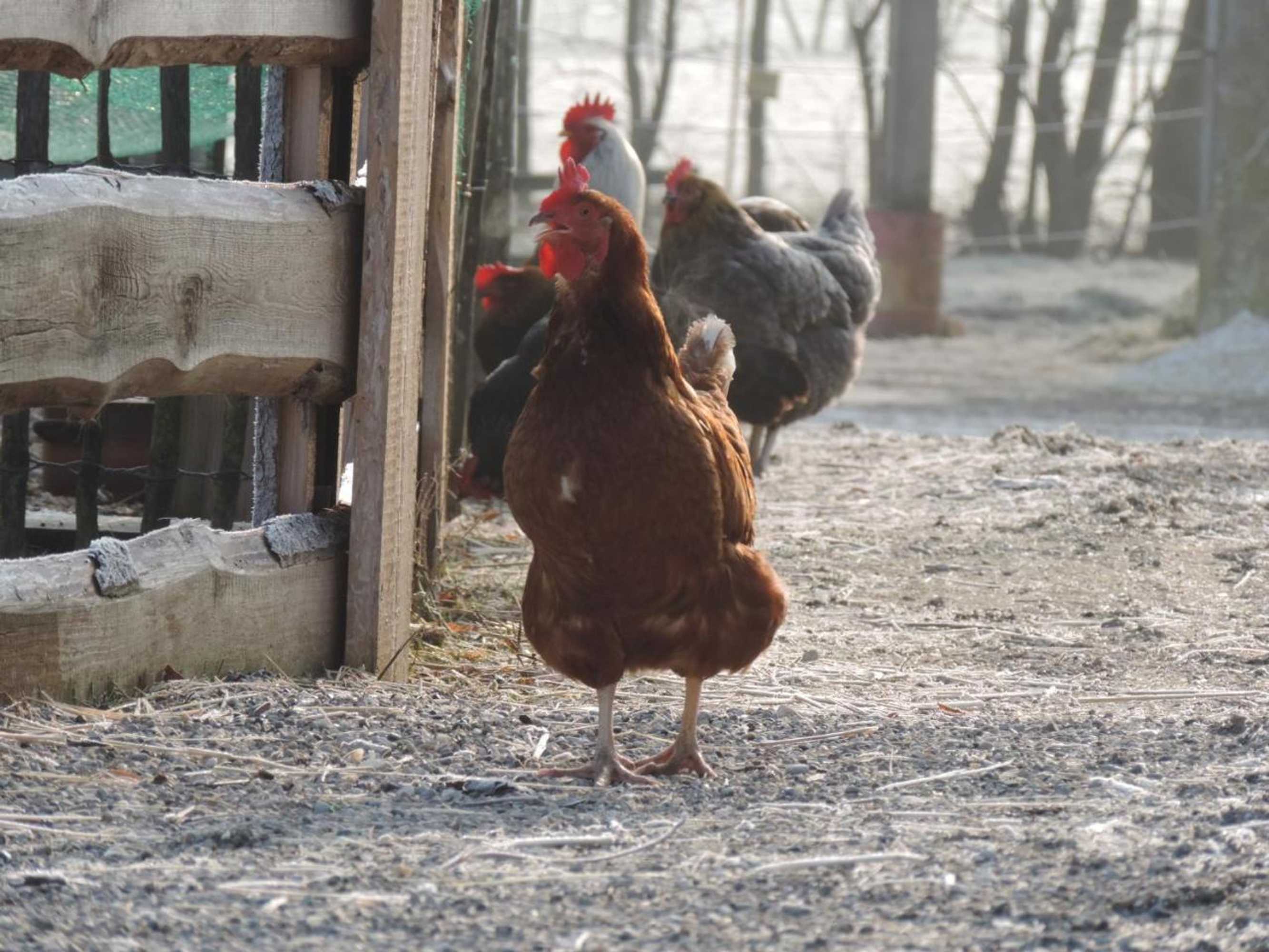 Gift card for Schwarzfelder Hof