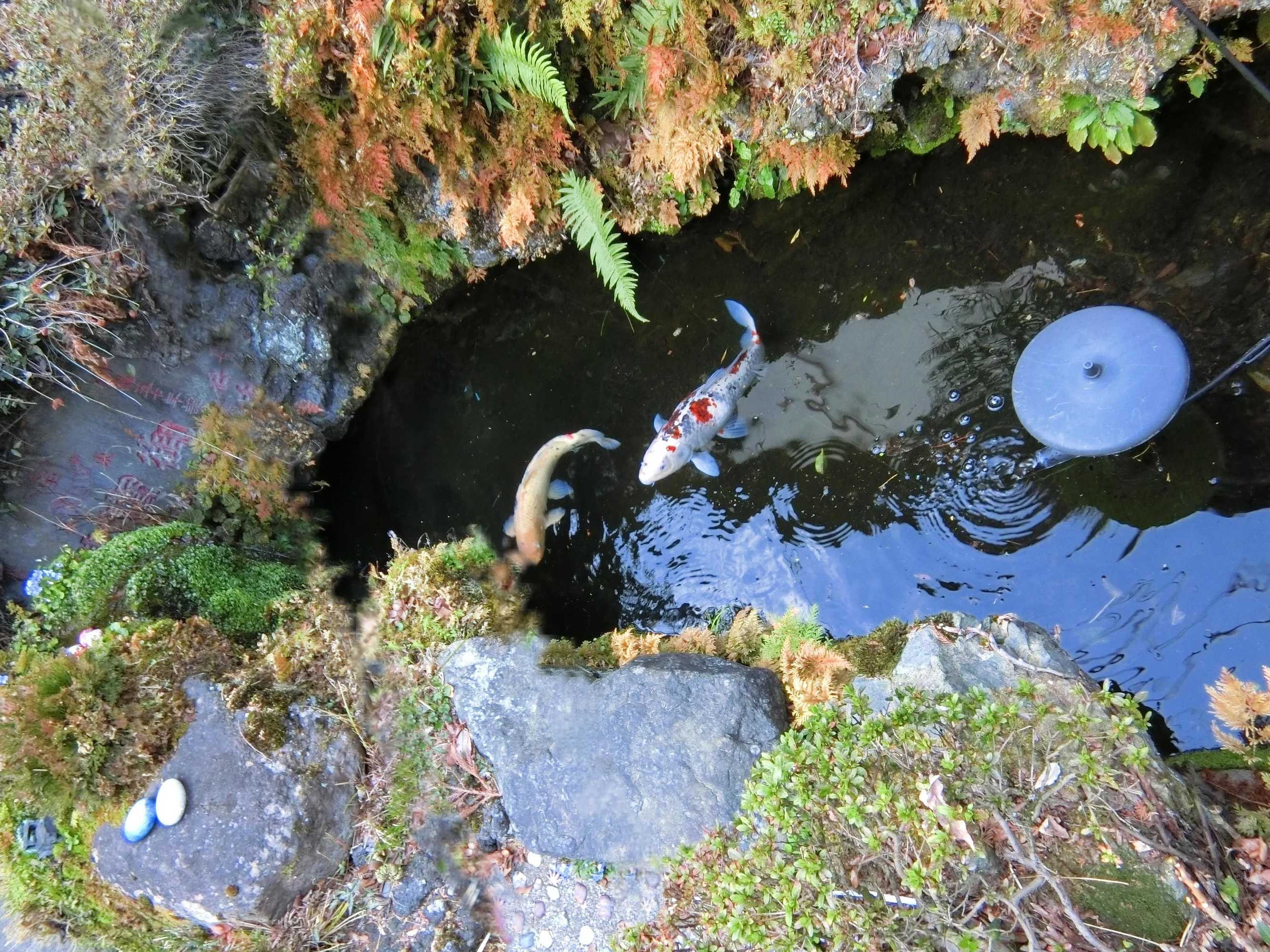 Gift card for Sanso Nagisa