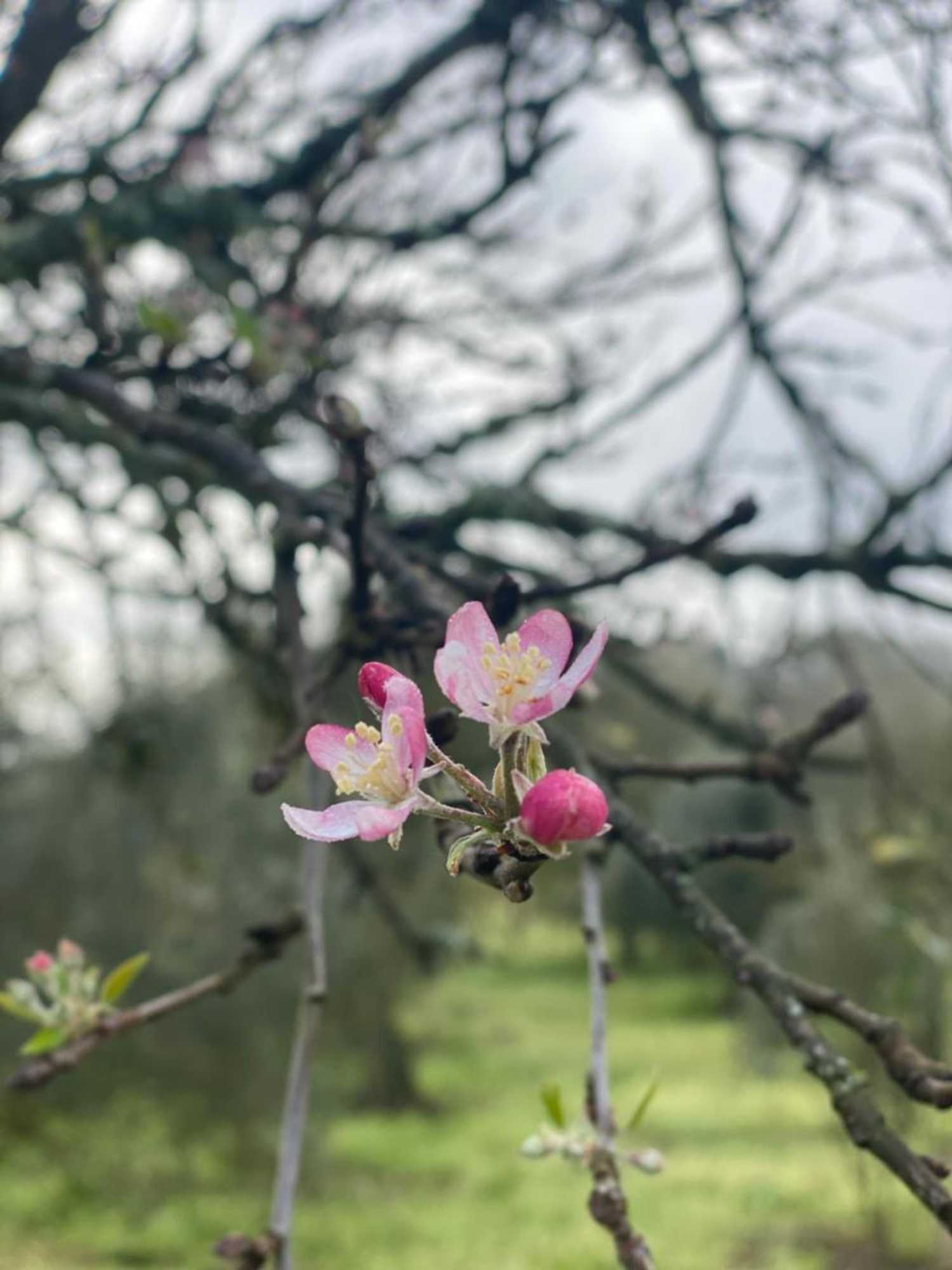 Gift card for Quinta da Cerejeira Gift card for Quinta da Cerejeira