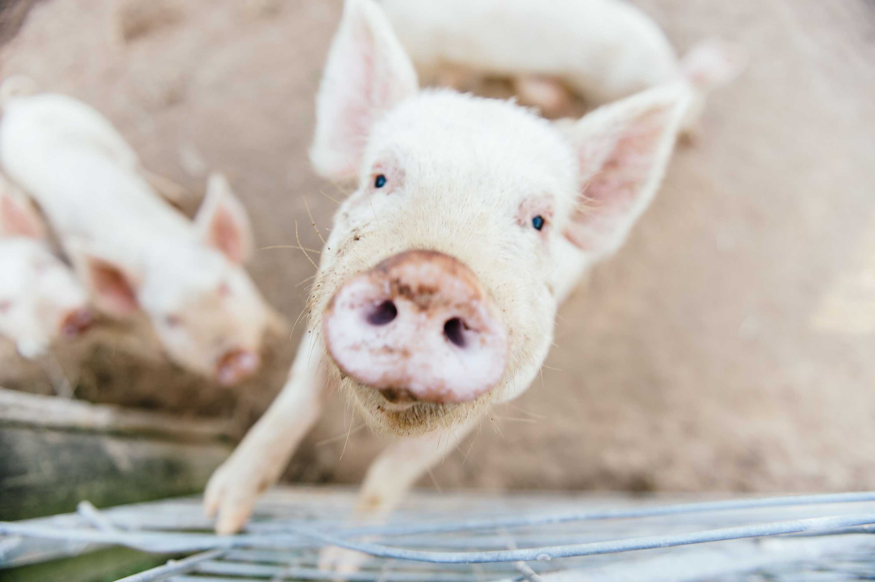 Gift card for Blackwattle Farm B&b And Farm Stay