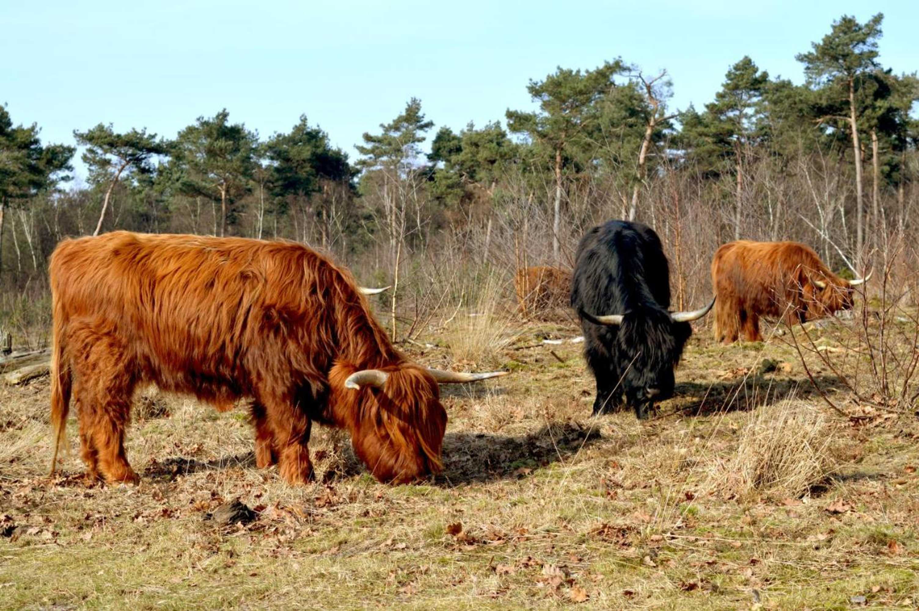 Gift card for Bed & Breakfast Maryland