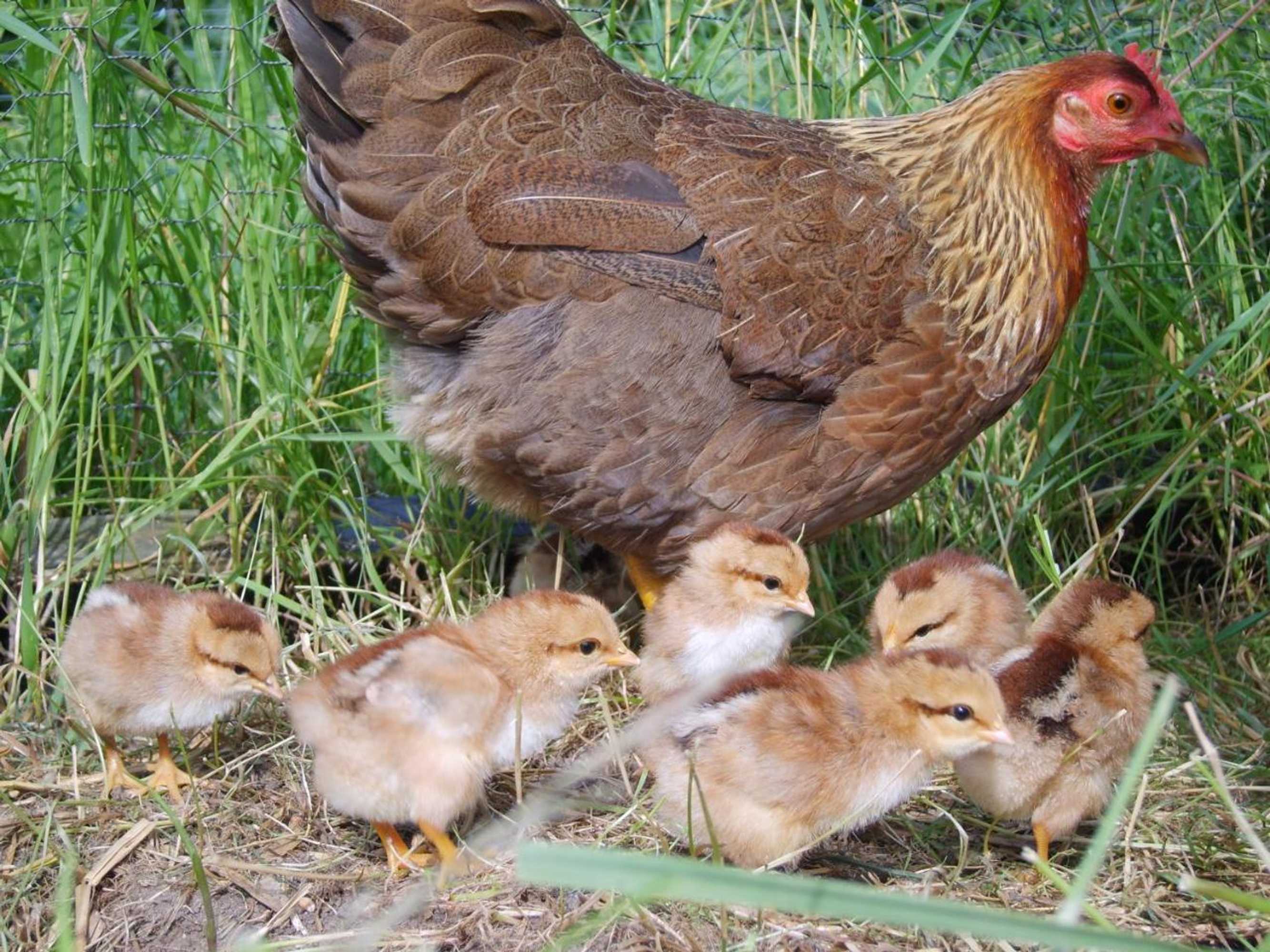 Gift card for Bed And Breakfast 't Kruushuus